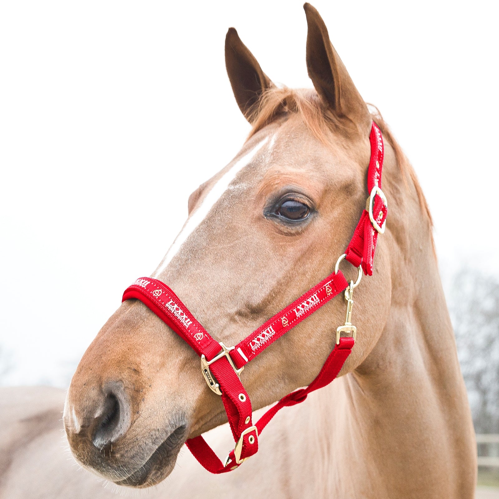 Horze Ohlávka Hamptons Halters & Leads