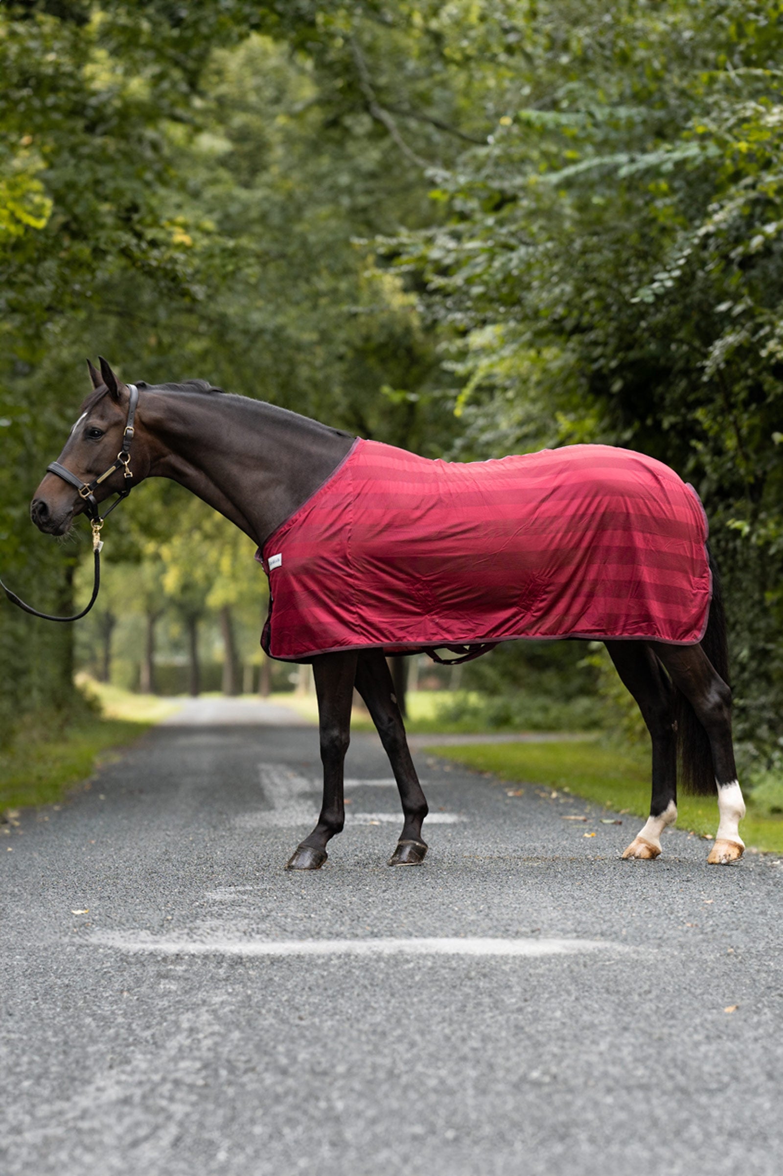 Kavalkade Stripe odpocovací deka proti hmyzu Horse Rugs