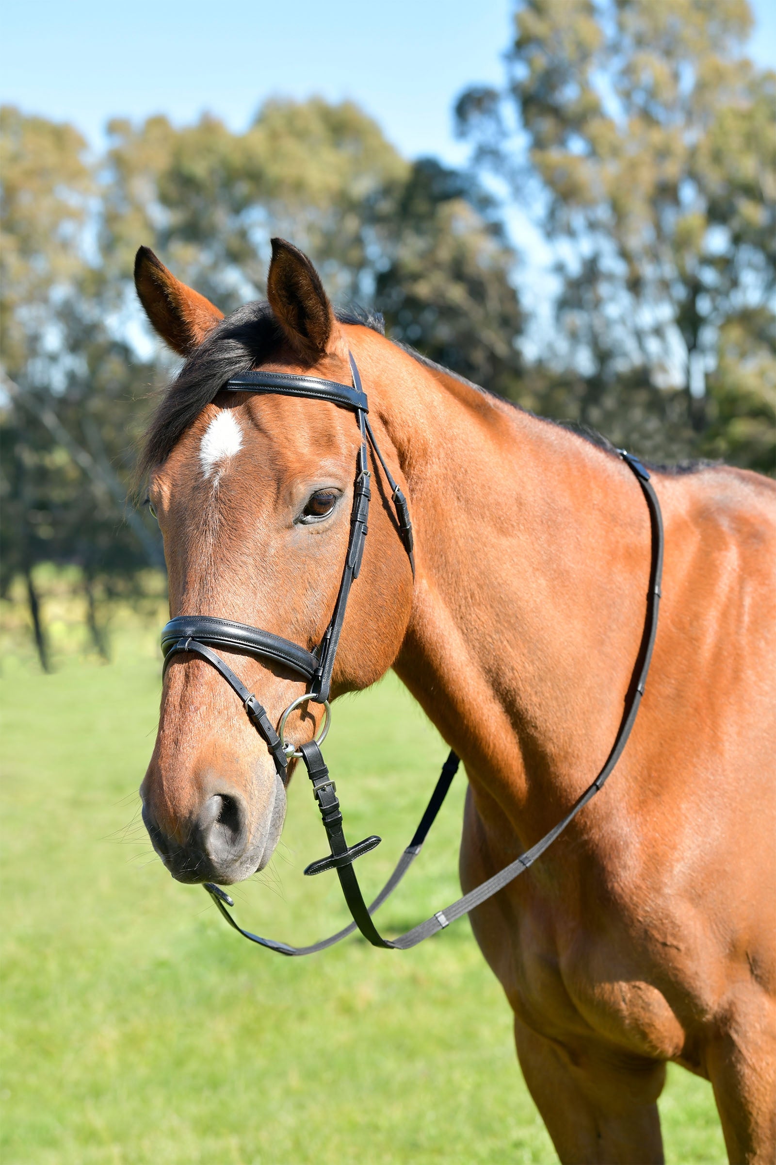Kincade Classic kombinovaná uzdečka s jednoduchým vypolstrovaným nánosníkem a otěžemi Bridles & Reins
