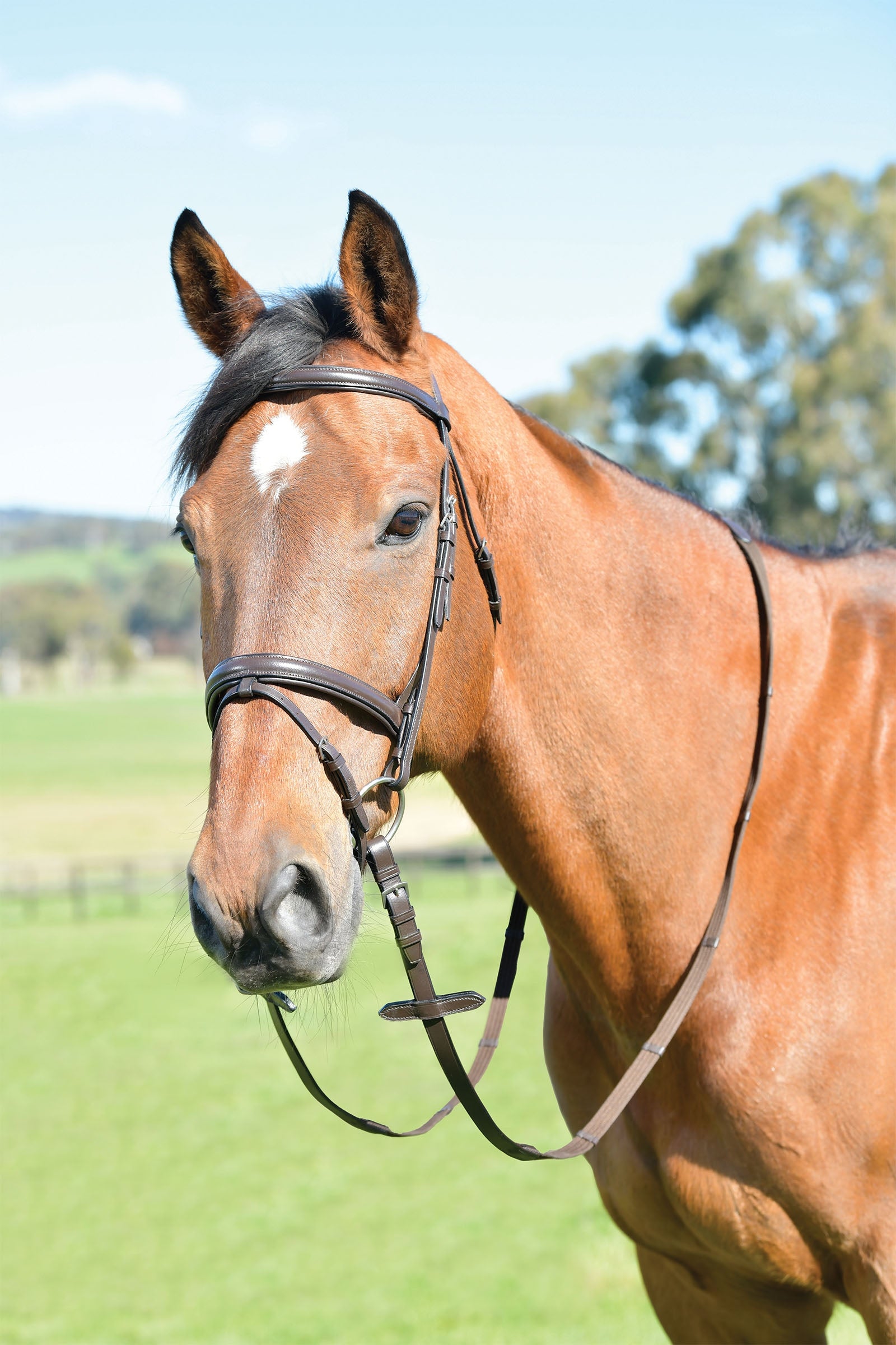 Kincade Classic kombinovaná uzdečka s jednoduchým vypolstrovaným nánosníkem a otěžemi Bridles & Reins