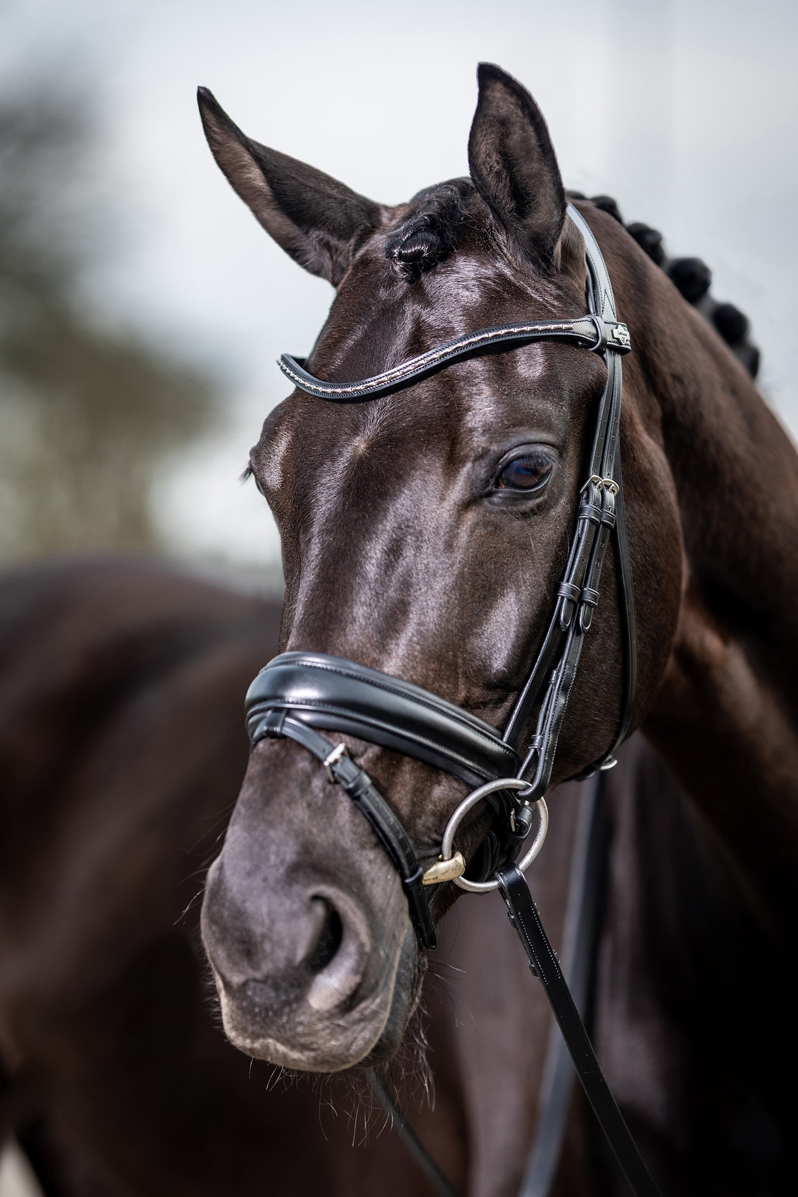 LeMieux Classic Dressage Bridle Bridles & Reins