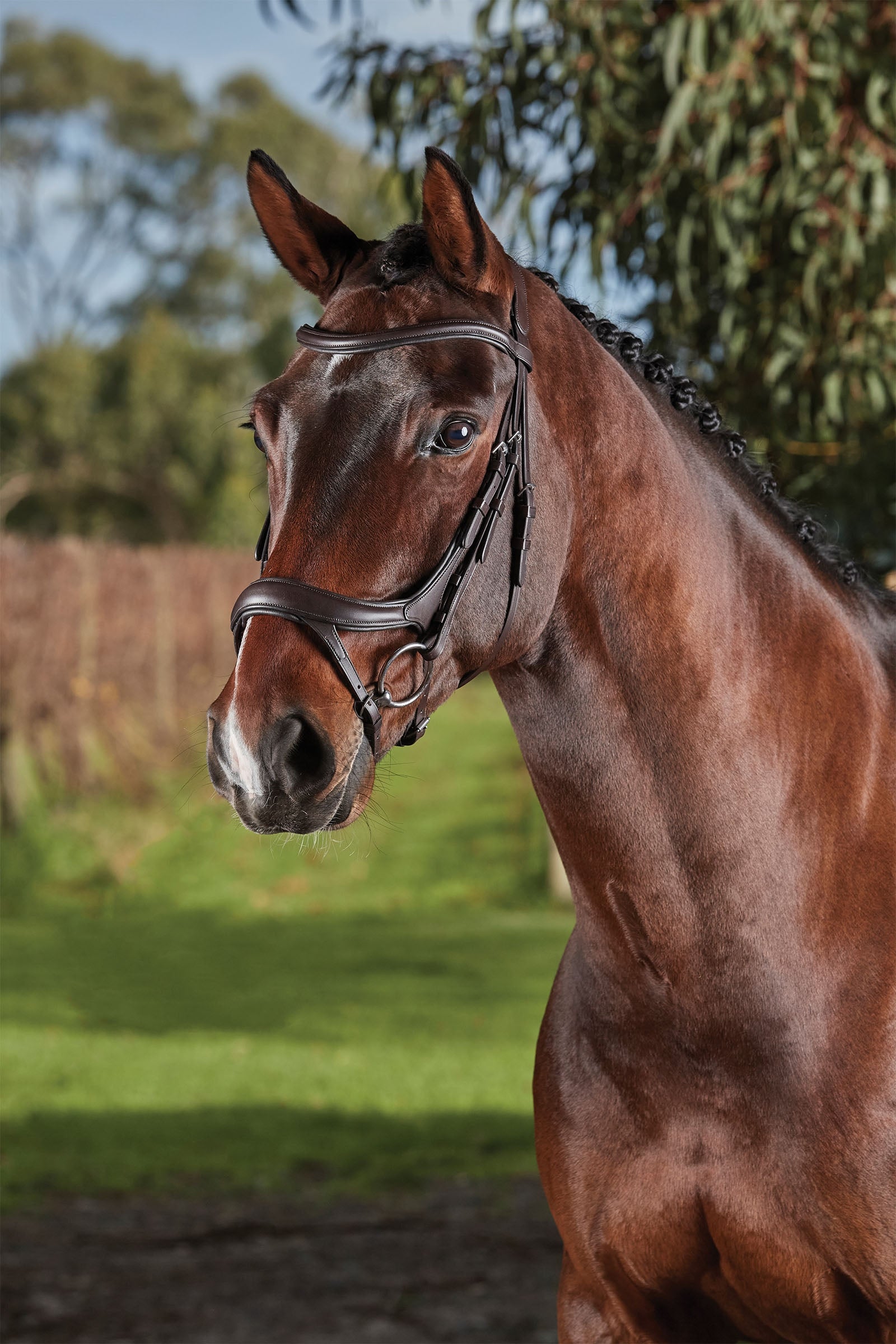 Collegiate Comfitec Vogue anatomicky tvarovaná uzdečka Bridles & Reins