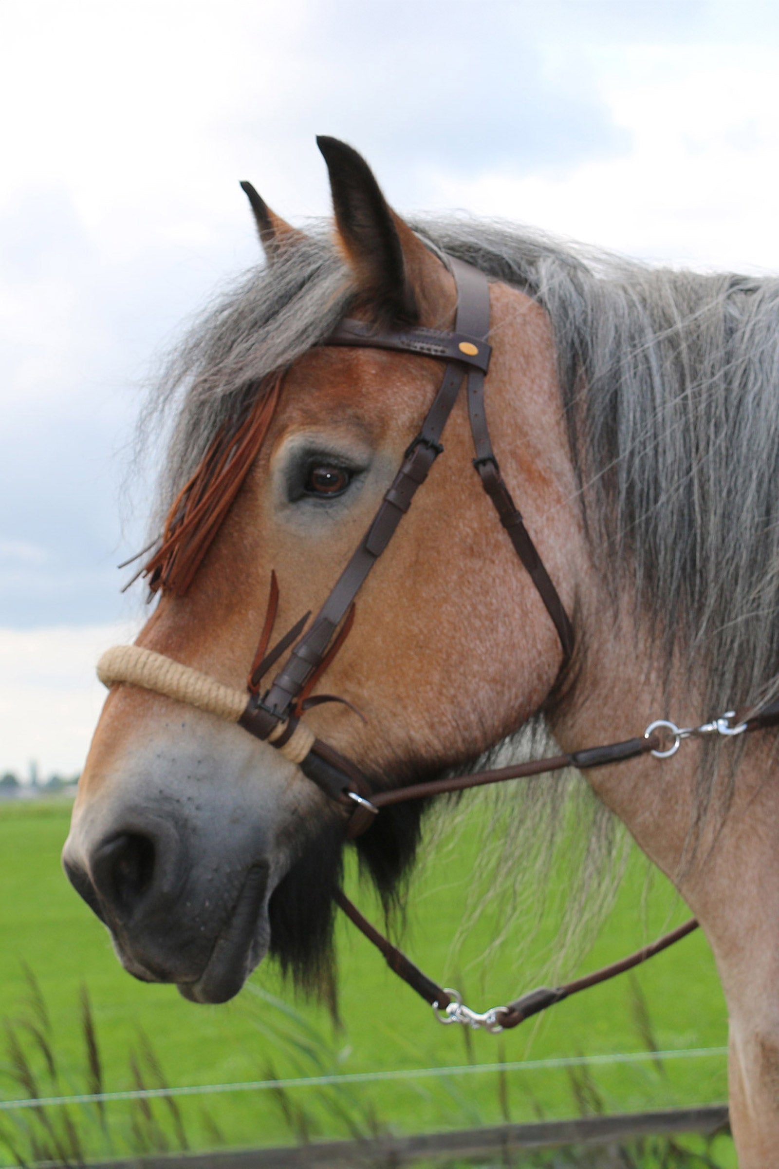 F.R.A. Freedom Riding Articles Tinver Uzdečka bez udidlo s otěžemi (systém 4), Shire Bridles & Reins