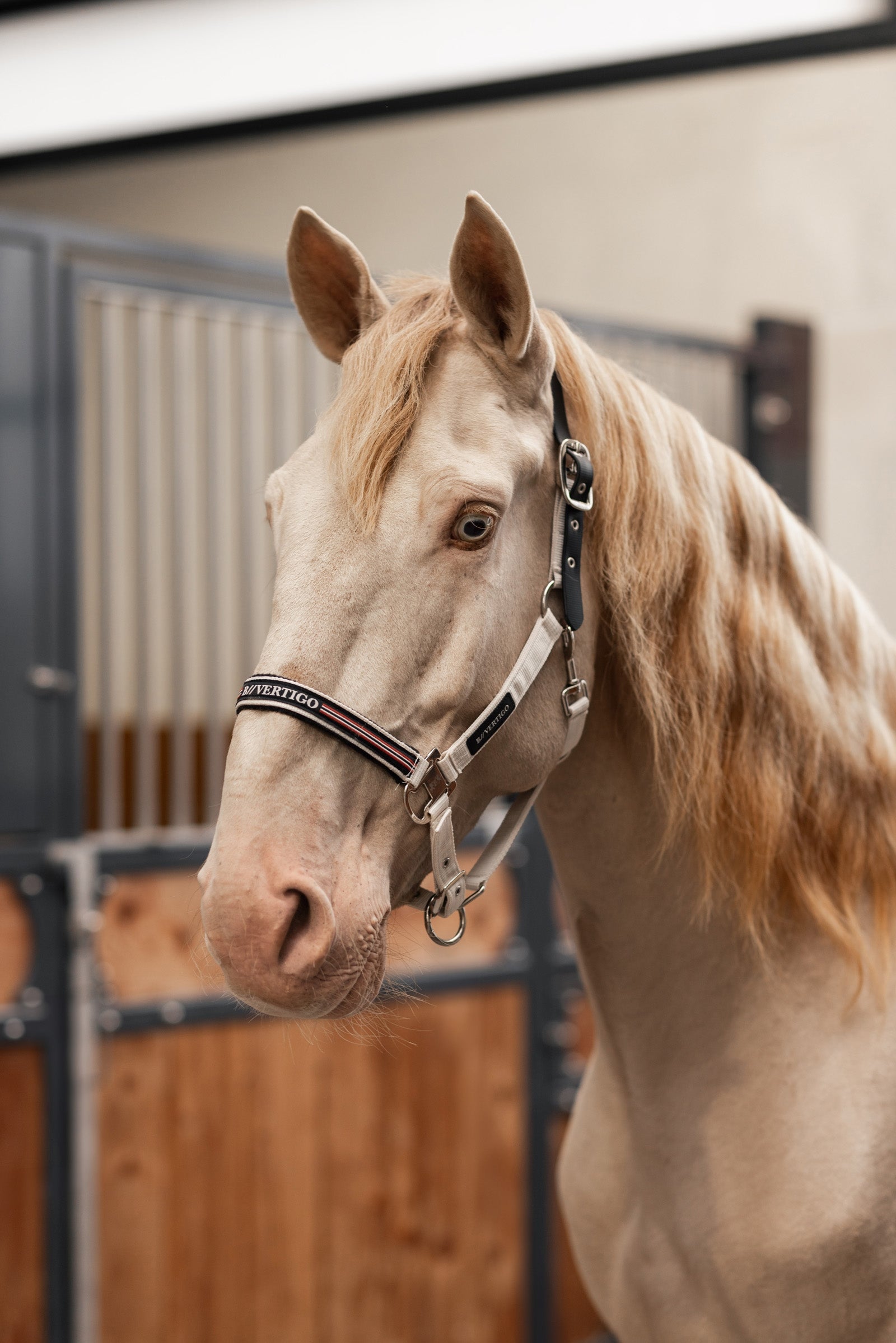 B Vertigo Empowerment Field-Safe Halter Halters & Leads