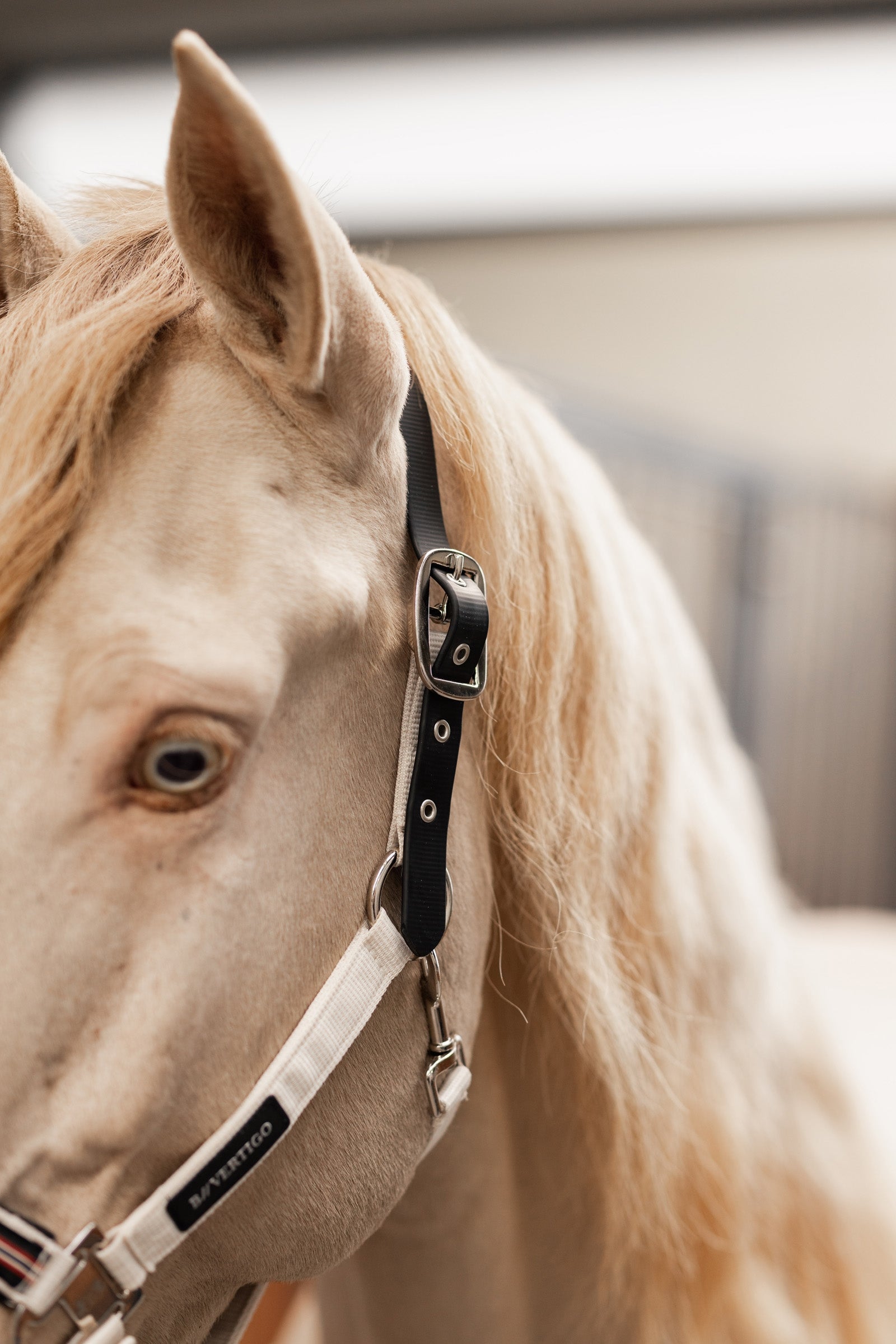 B Vertigo Empowerment Field-Safe Halter Halters & Leads