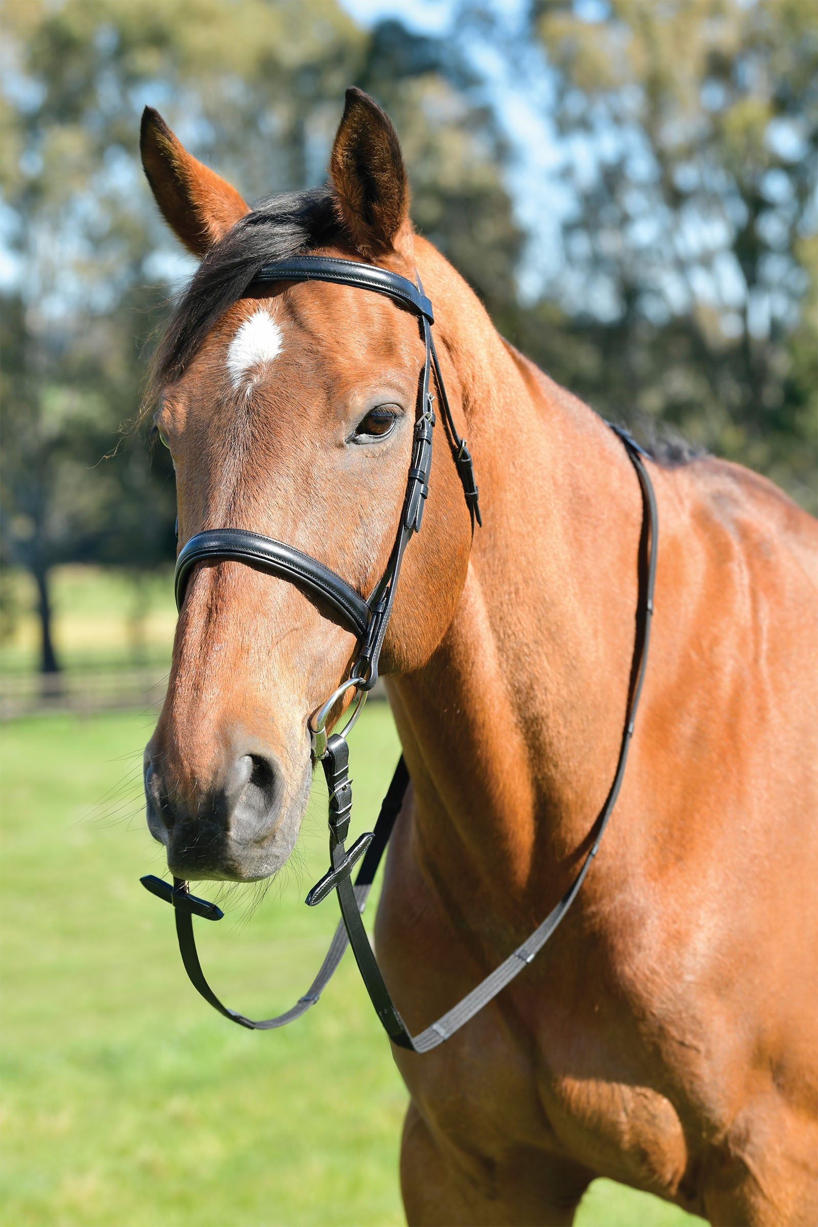 Kincade Classic uzdečka s jednoduchým vypolstrovaným anglickým nánosníkem a otěžemi Horse Training