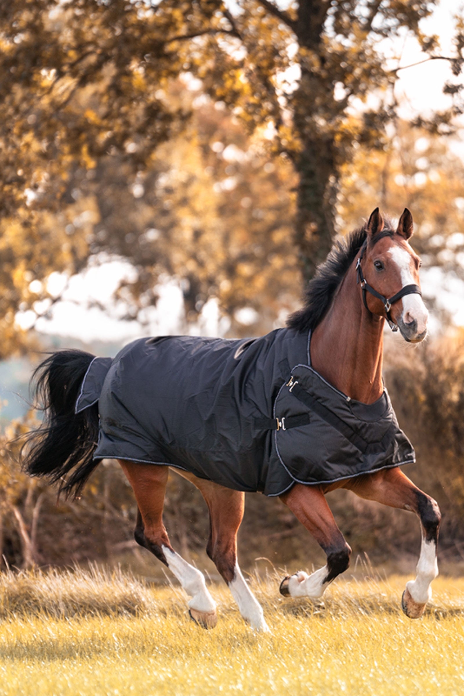 Kavalkade Halifax 2v1 Koberec pro venkovní použití a Koberec Walker 200g Horse Rugs