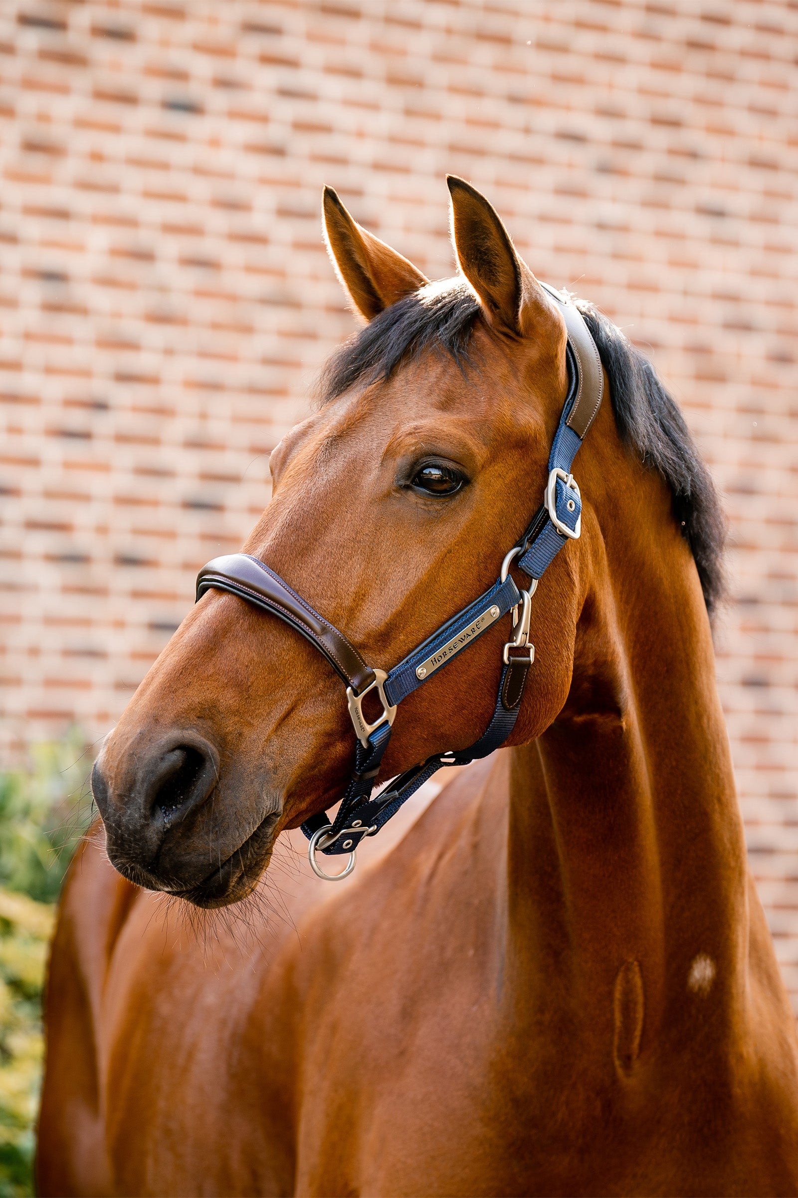 Horseware Ohlávka Signature Show Halter Halters & Leads