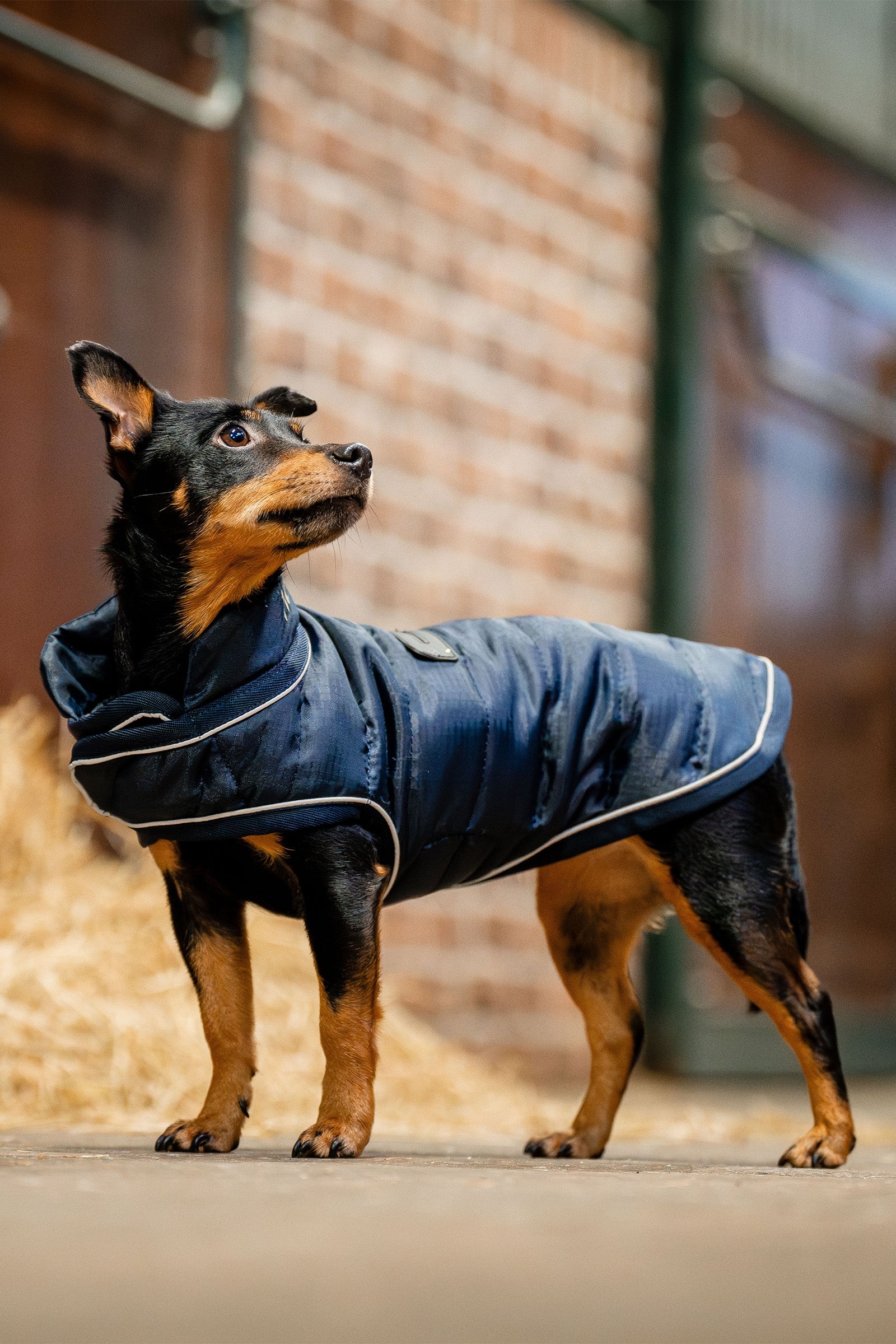 Horseware Podpisový Kabát pro psy Dog Accesories