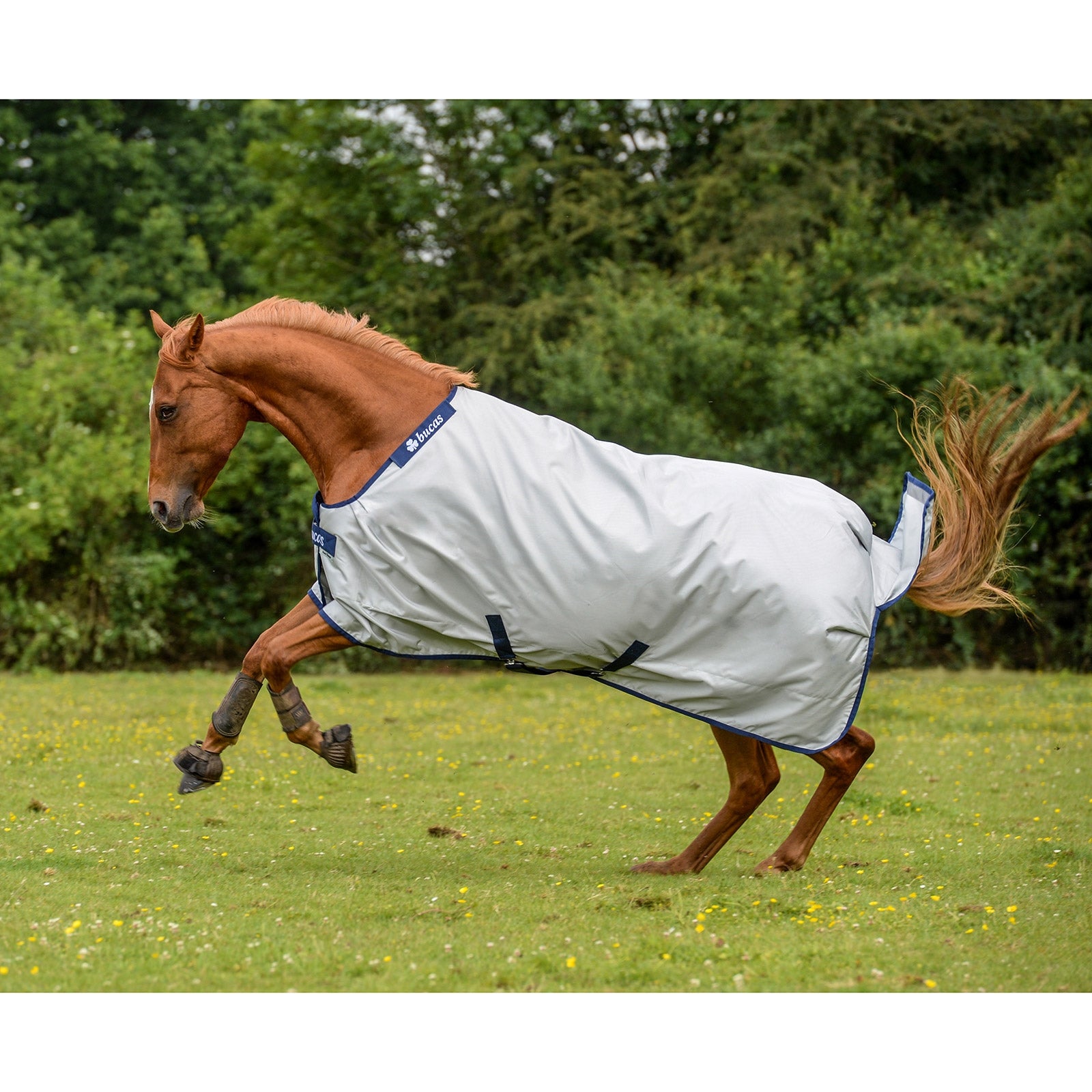 Bucas Bucas Power Turnout Light Classic rug Horse Rugs