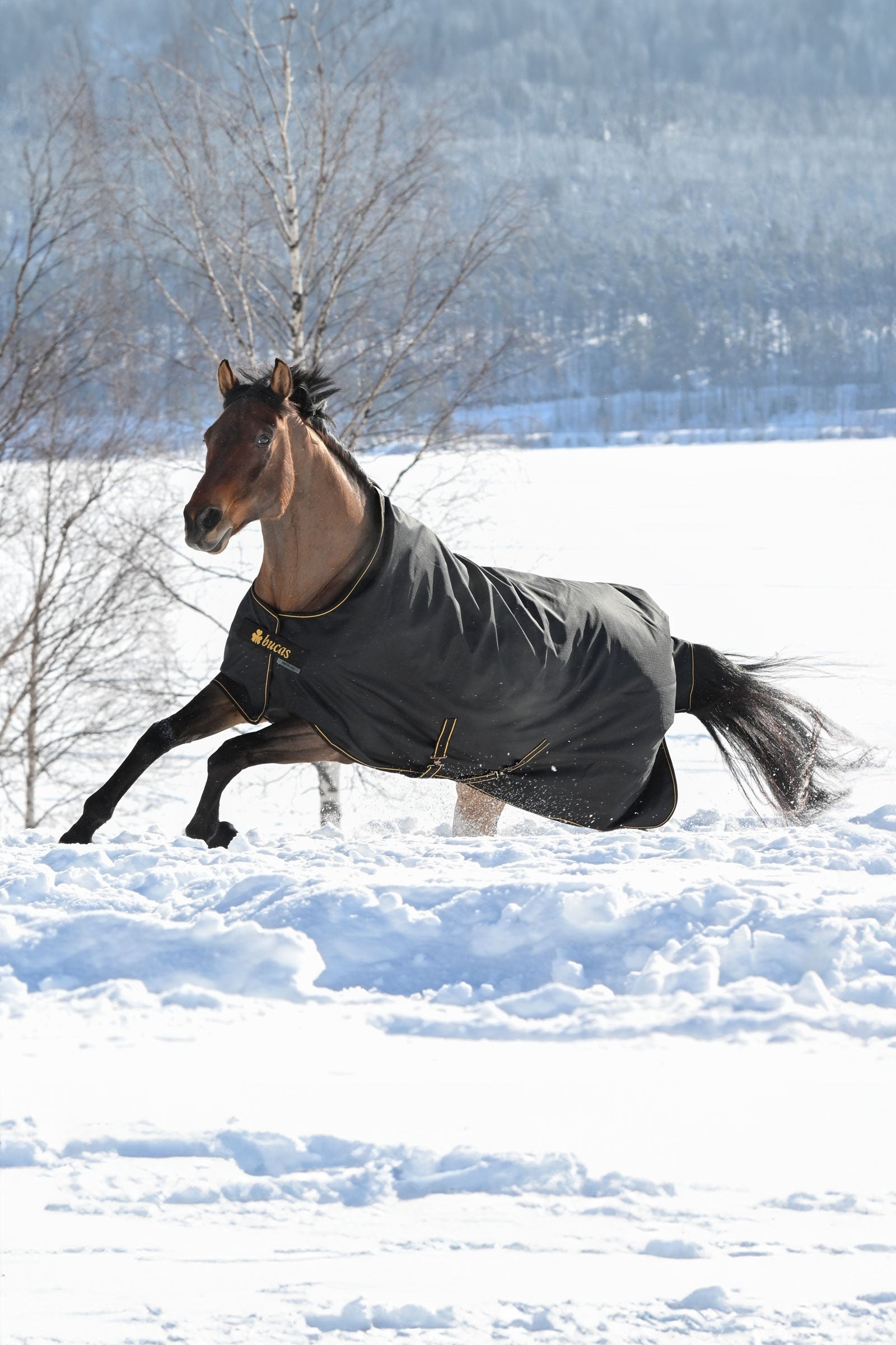 Bucas Irish výběhová deka, 300g Horse Rugs