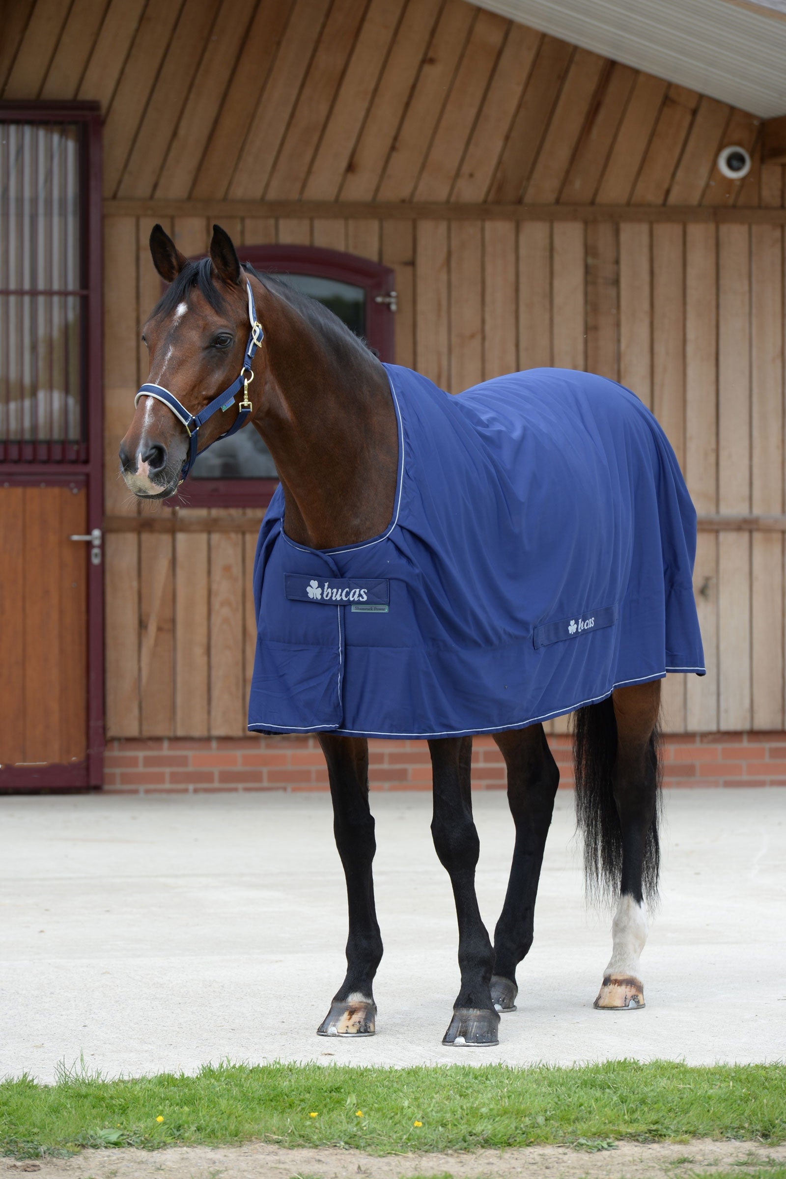 Bucas Shamrock Power deka Horse Rugs