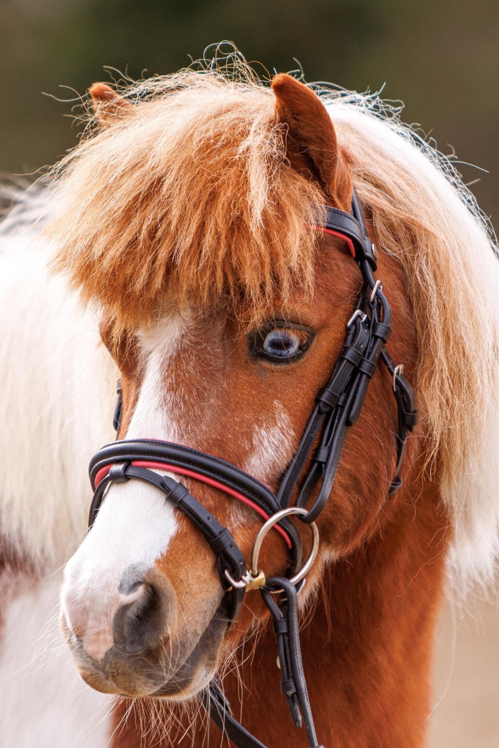 Kavalkade Maja Shetty Bridle English Noseband With Flash Bridles & Reins