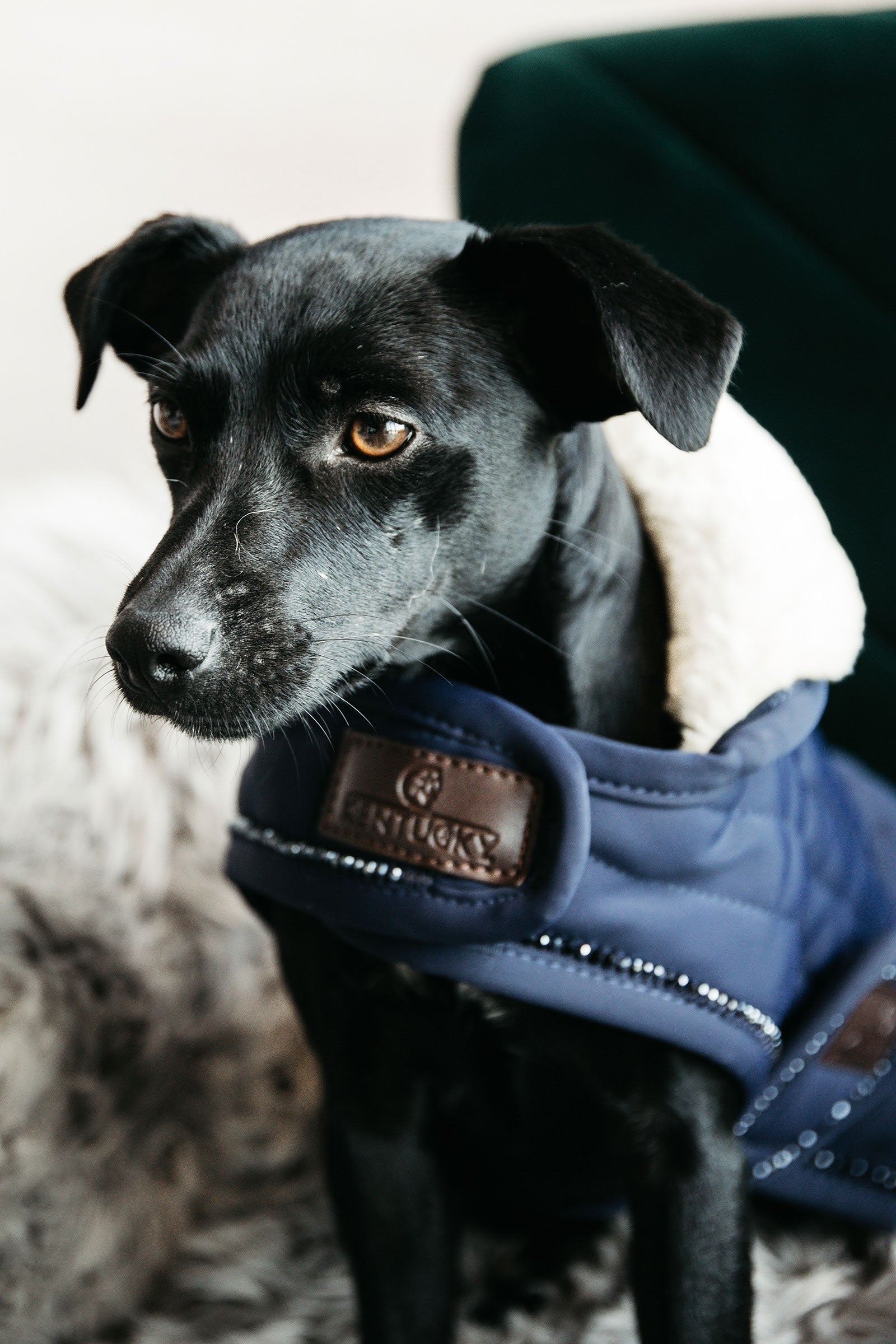 Kentucky Dogwear Dog Coat Pearls Dog Accesories