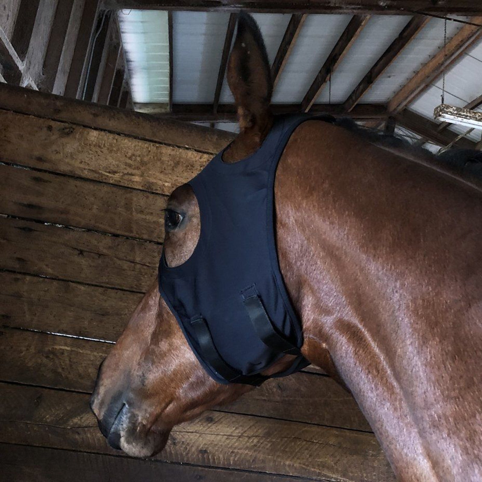 Fenwick Equestrian USA Fenwick Liquid Titanium Mask, Velcro Racing Tack