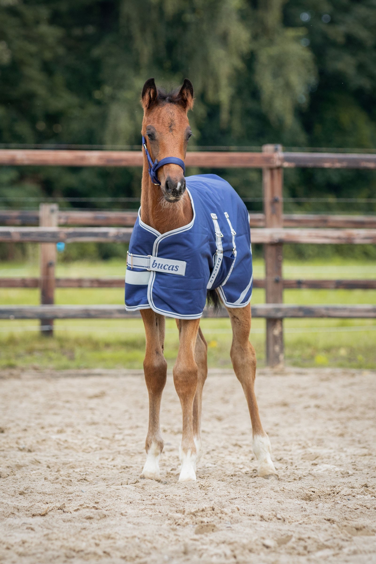 Bucas výběhová deka pro hříbata, 50g Horse Rugs
