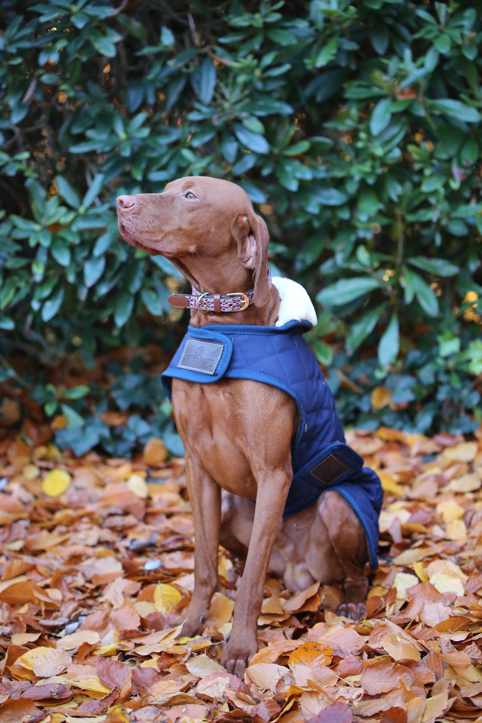 Kentucky Dogwear Dog Coat Waterproof Dog Accesories