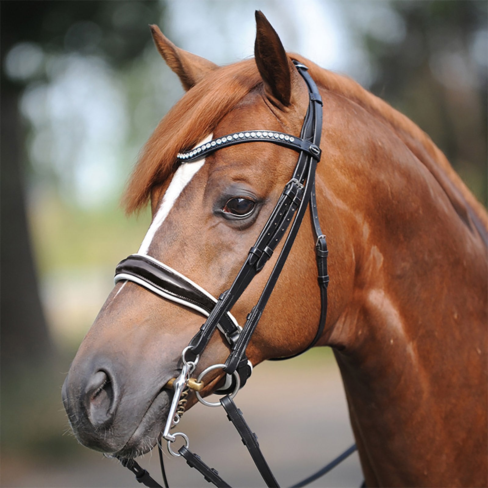 Kavalkade Weymouth bridle Antonia, crank noseband Bridles & Reins