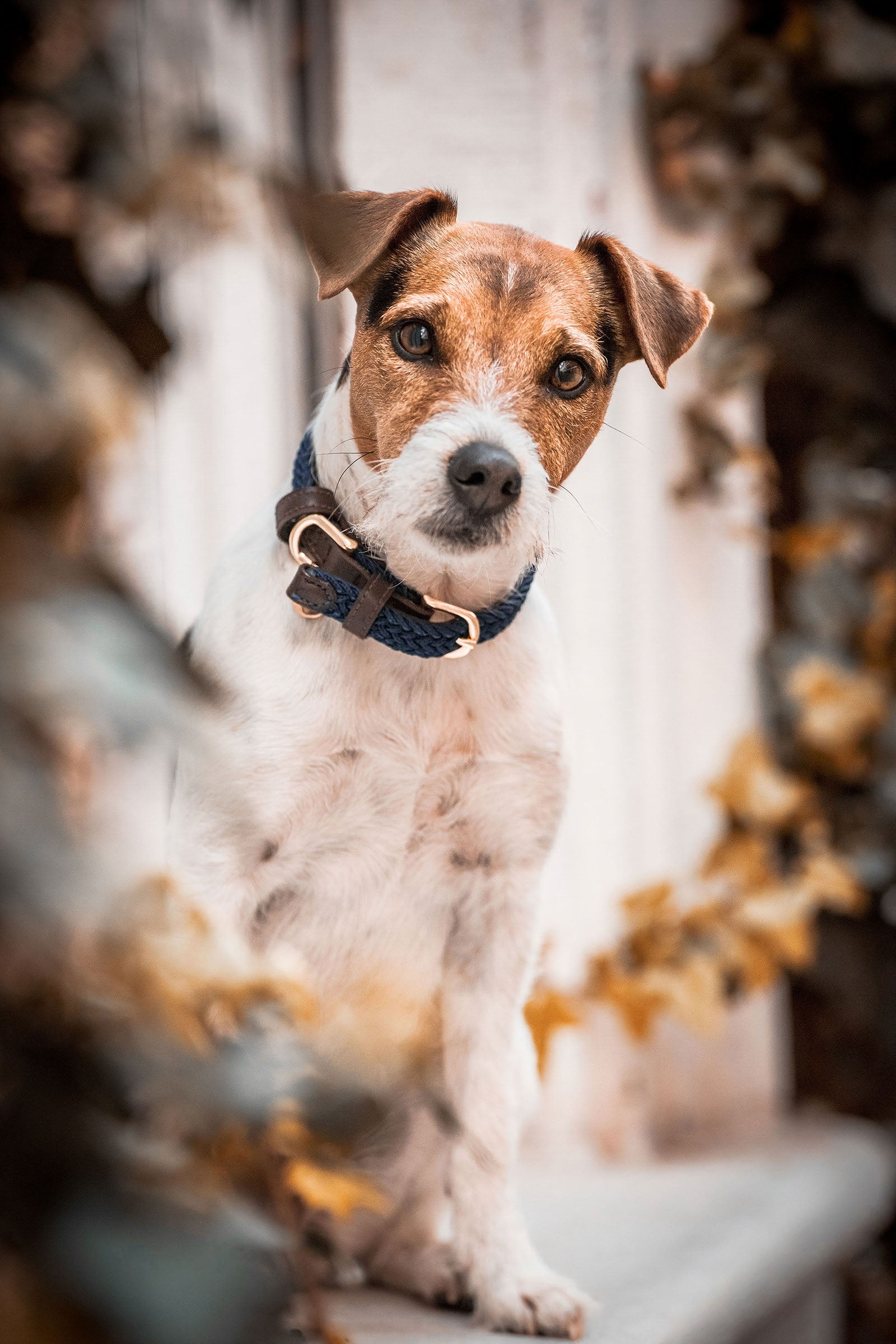 Kentucky Dogwear Plaited Nylon Dog Collar Dog Accesories