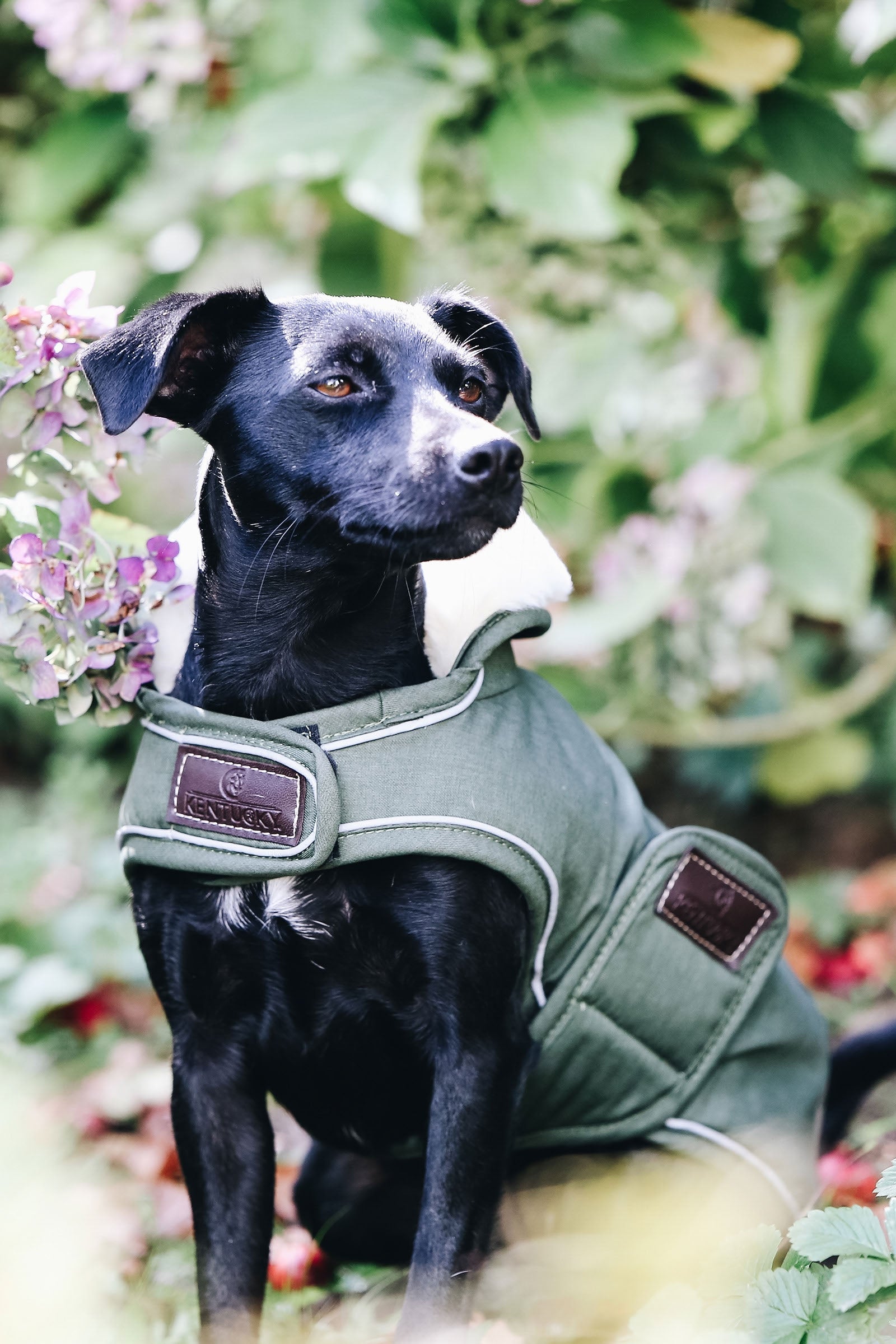 Kentucky Dogwear Dog Coat Waterproof Dog Accesories