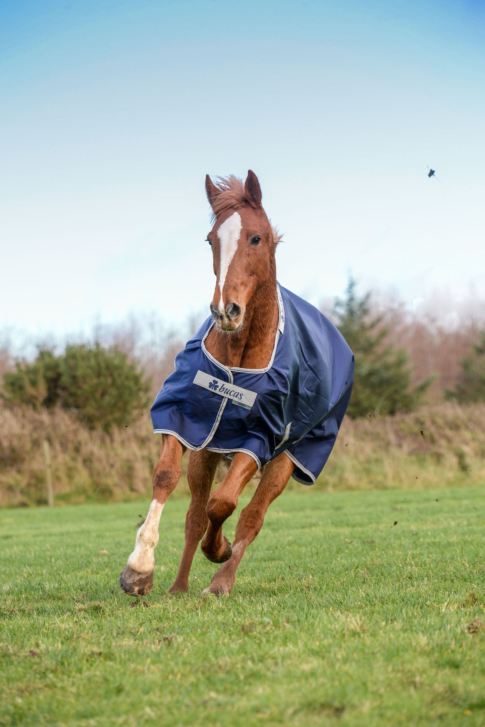 Bucas Atlantic Turnout Rug, 50g Horse Rugs