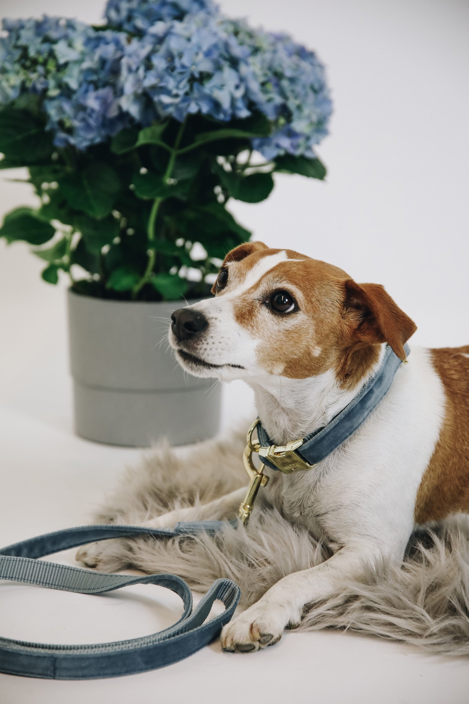 Kentucky Dogwear Dog Lead Velvet Dog Accesories