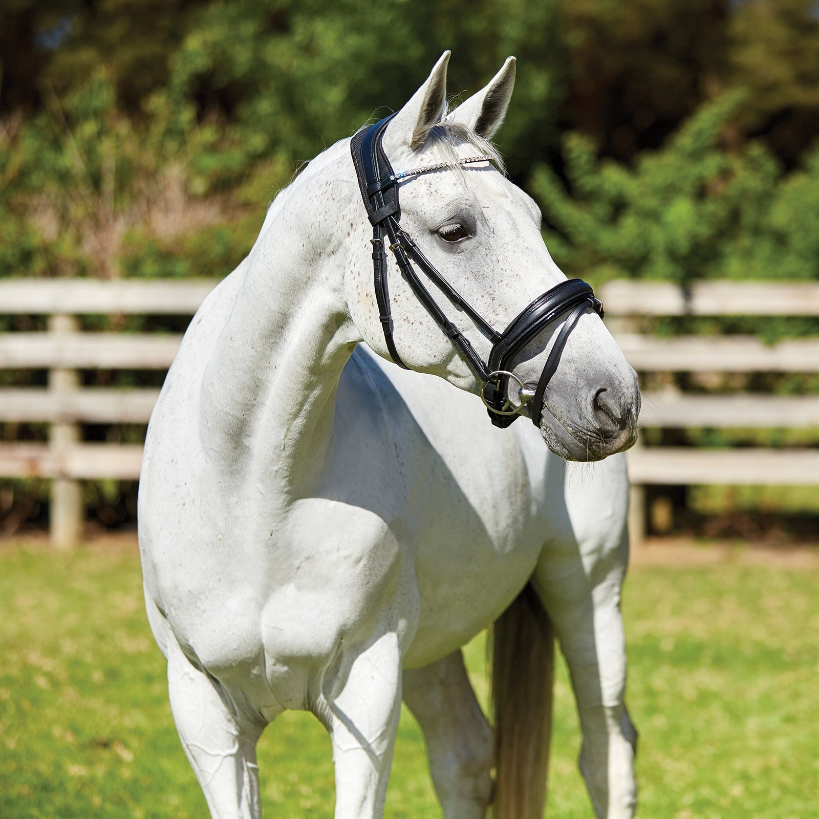 Weatherbeeta Therapy-tec Anatomical Poll Pad Bridles & Reins