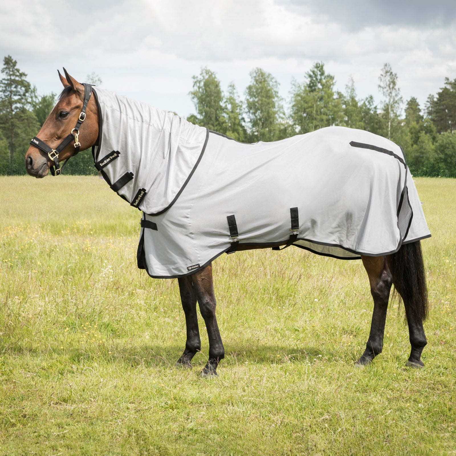 Back on Track Butzer Fly Rug with Hood Horse Rugs