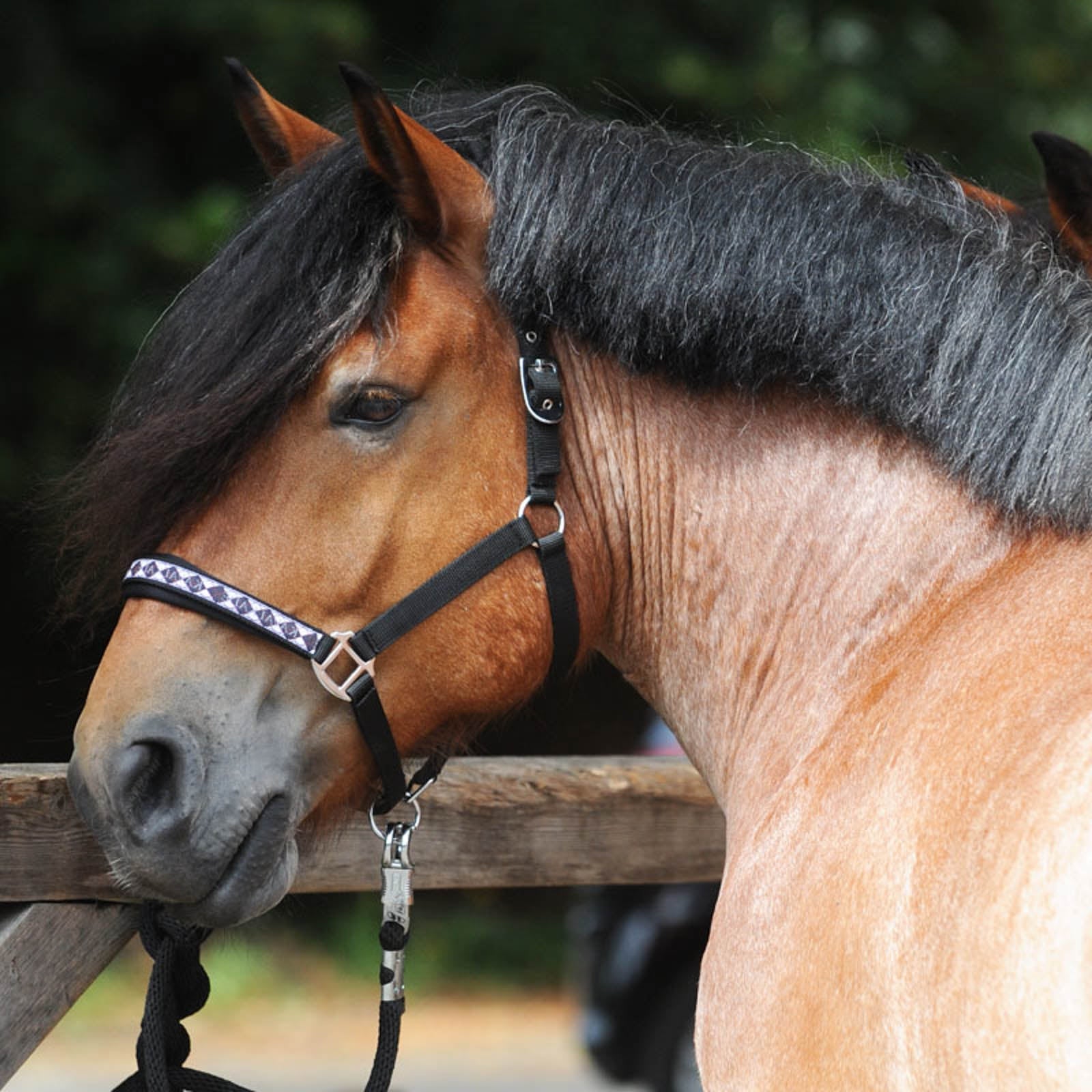 Kavalkade Draft Horse Classic Halter Halters & Leads