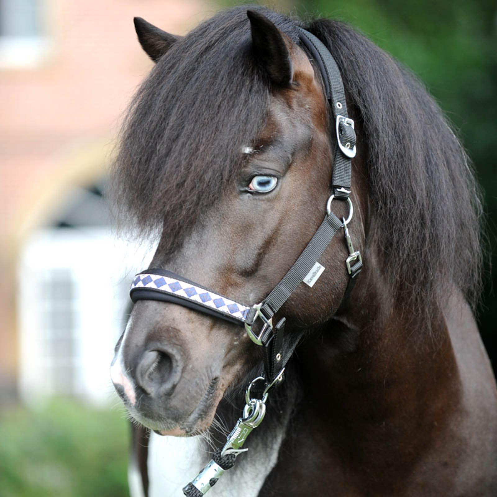 Kavalkade Iceland Classic Halter Halters & Leads
