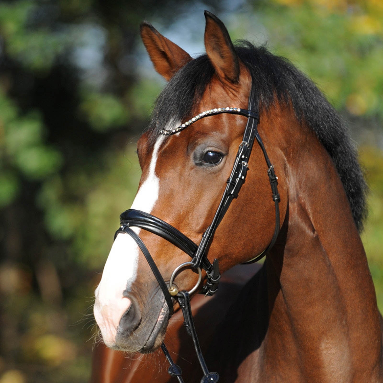 Kavalkade Reyna KavalSH4 Bridle Bridles & Reins