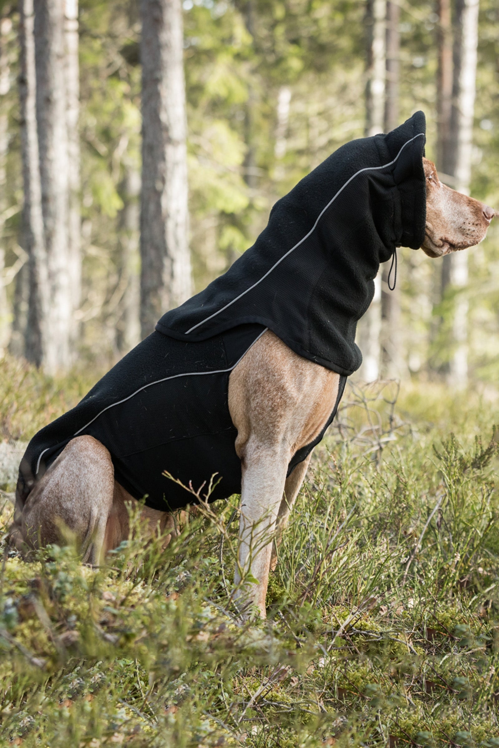 Back on Track Benji Dog Neck Warmer Dog Accesories