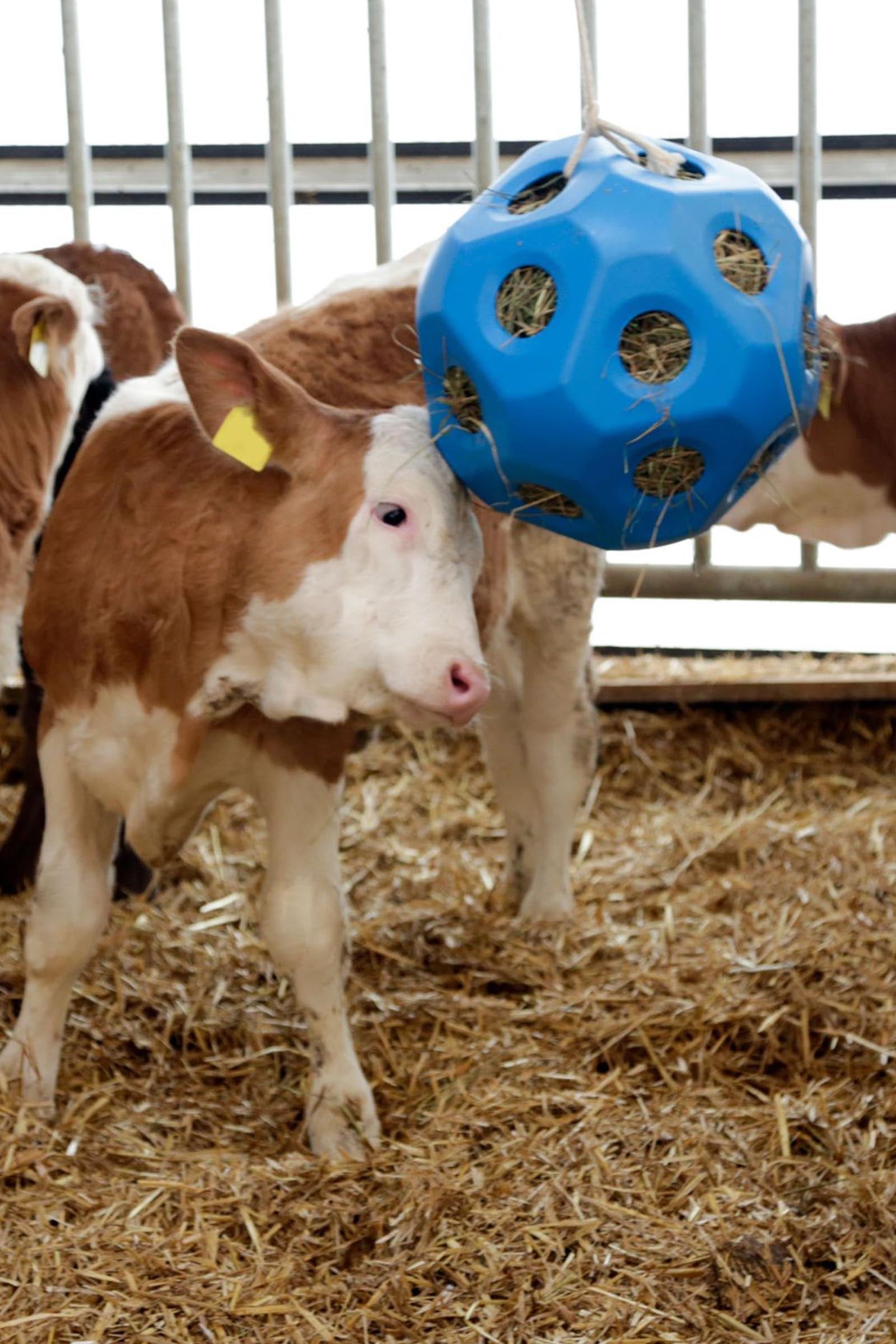 Kerbl Feed Play Ball (For 3kg Hay) Horse Feeders & Waterers