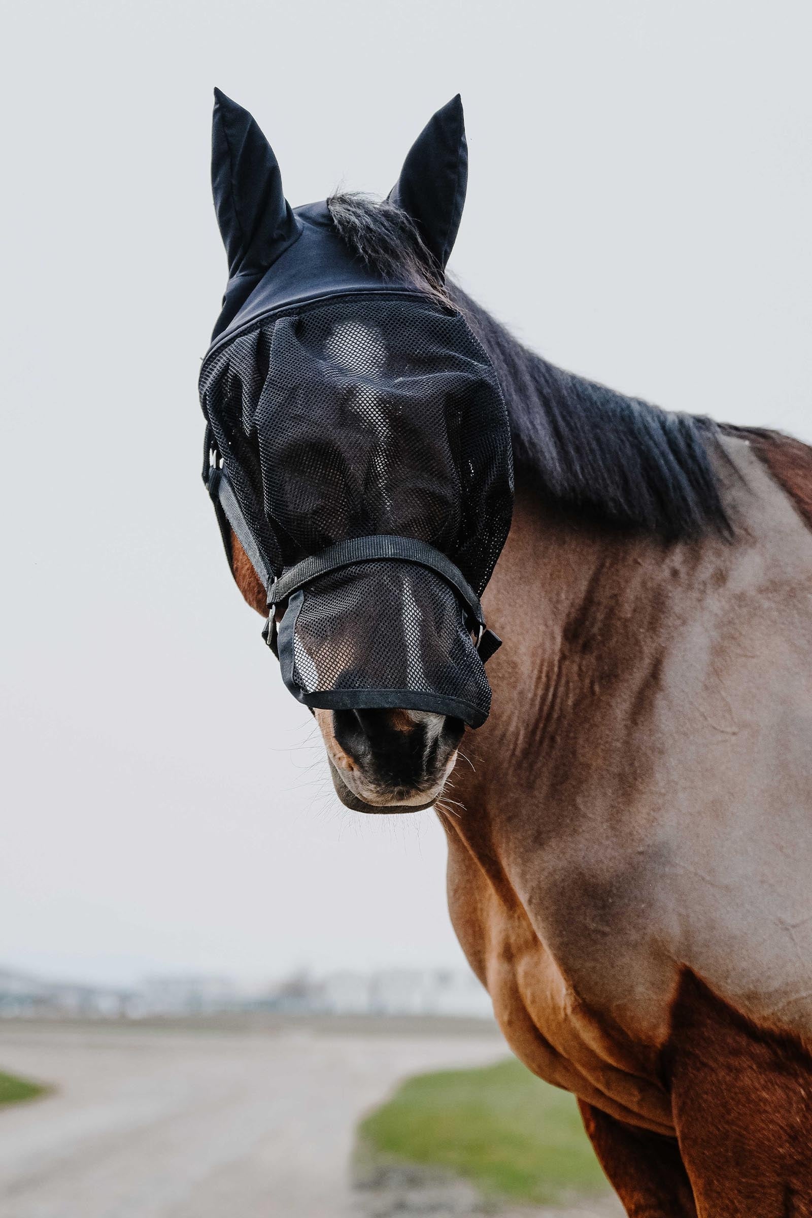 Equi Theme EQUITHÈME Halter + Mask Antifly Protection for Horses