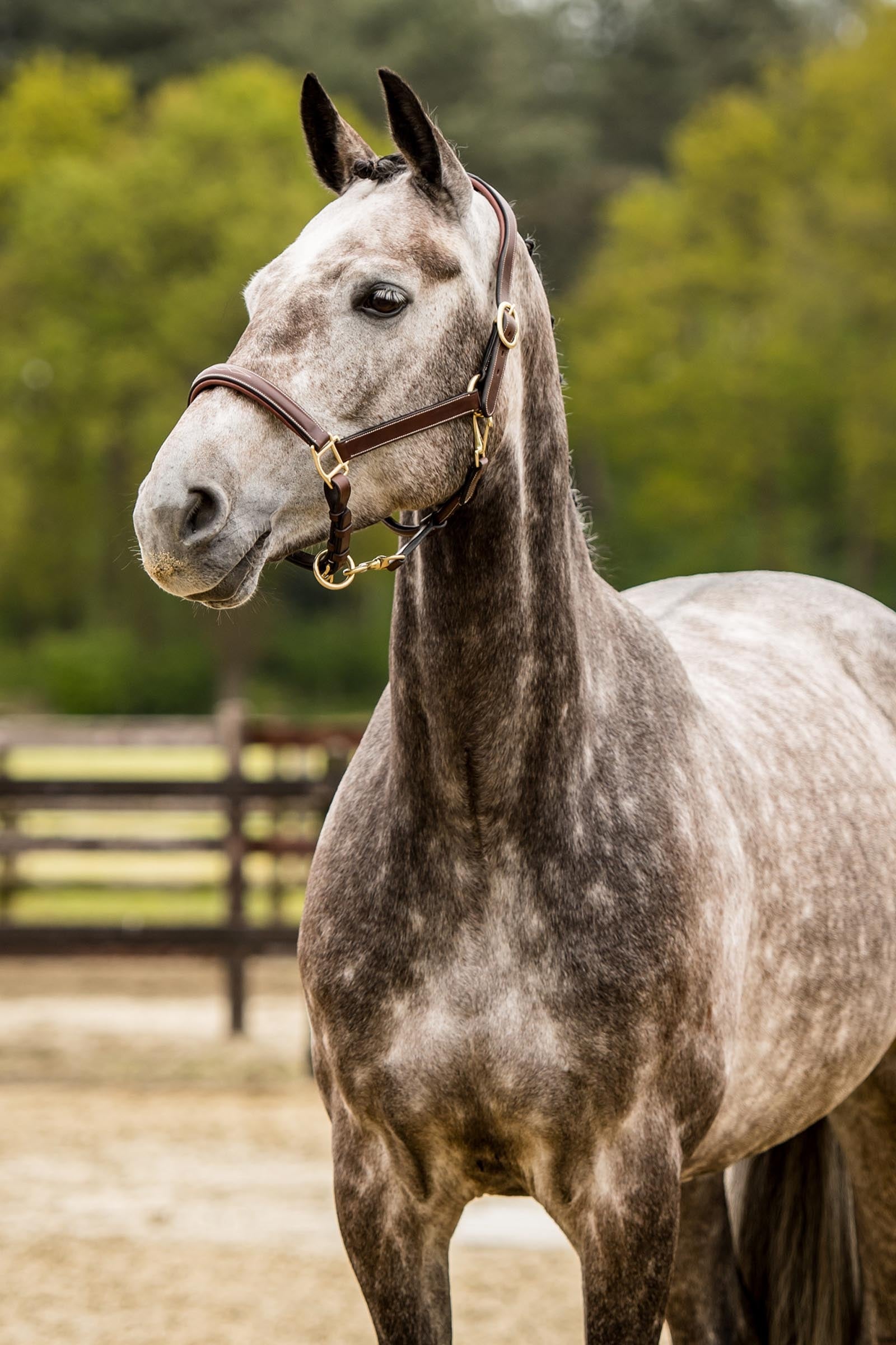 Trust Equestrian Halter San Miguel Halters & Leads