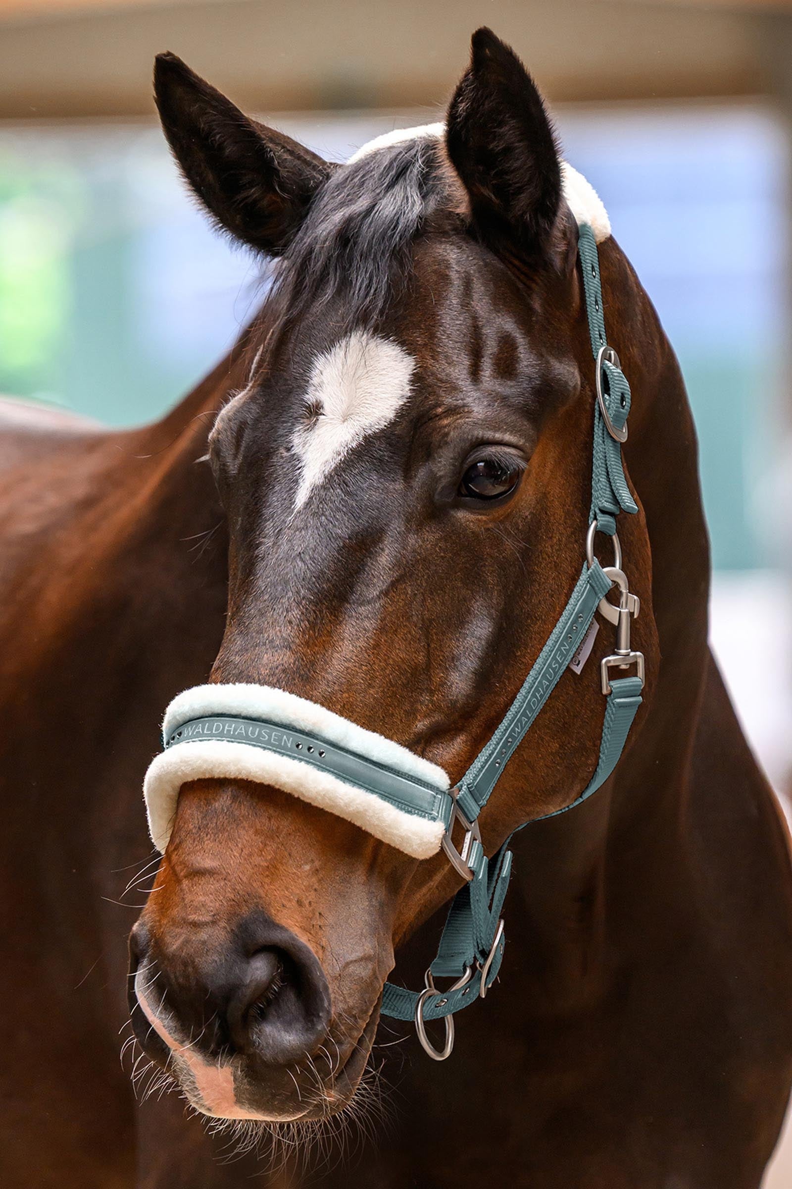 Waldhausen Elegant Halter Halters & Leads