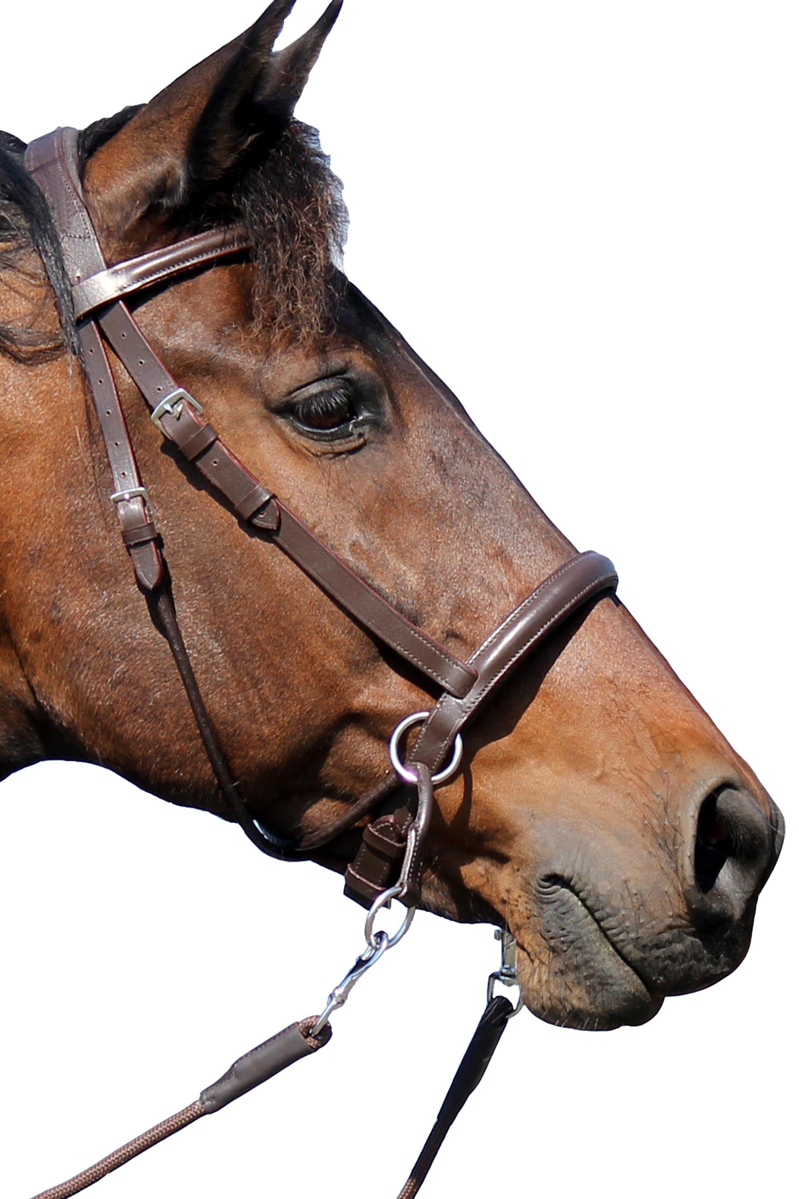 F.R.A. Freedom Riding Articles El Camin Bitless Bridle (System 5) w/ Soft Reins Bridles & Reins