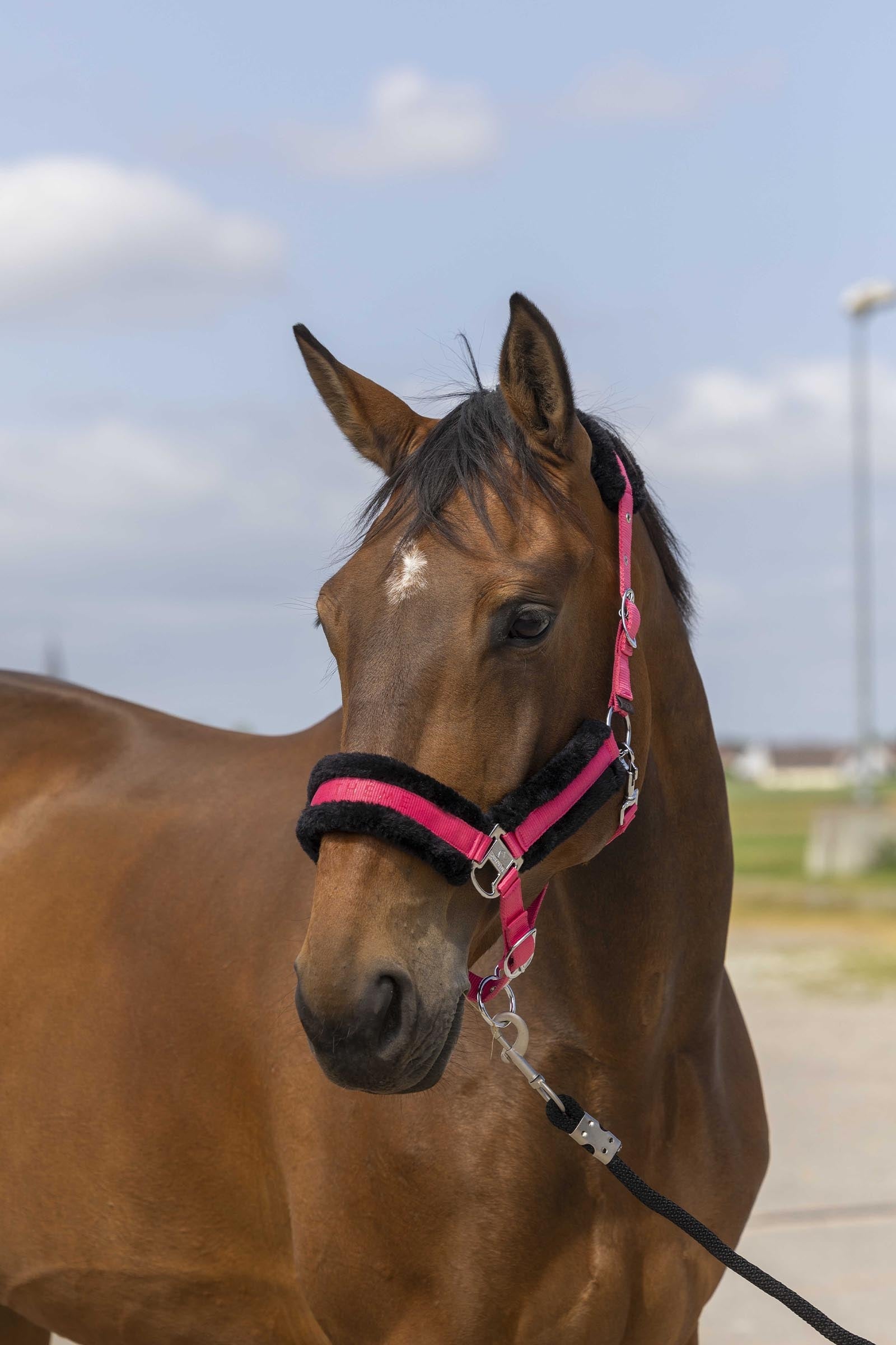Equi Theme EQUITHÈME Nylon Mouton Halter Halters & Leads