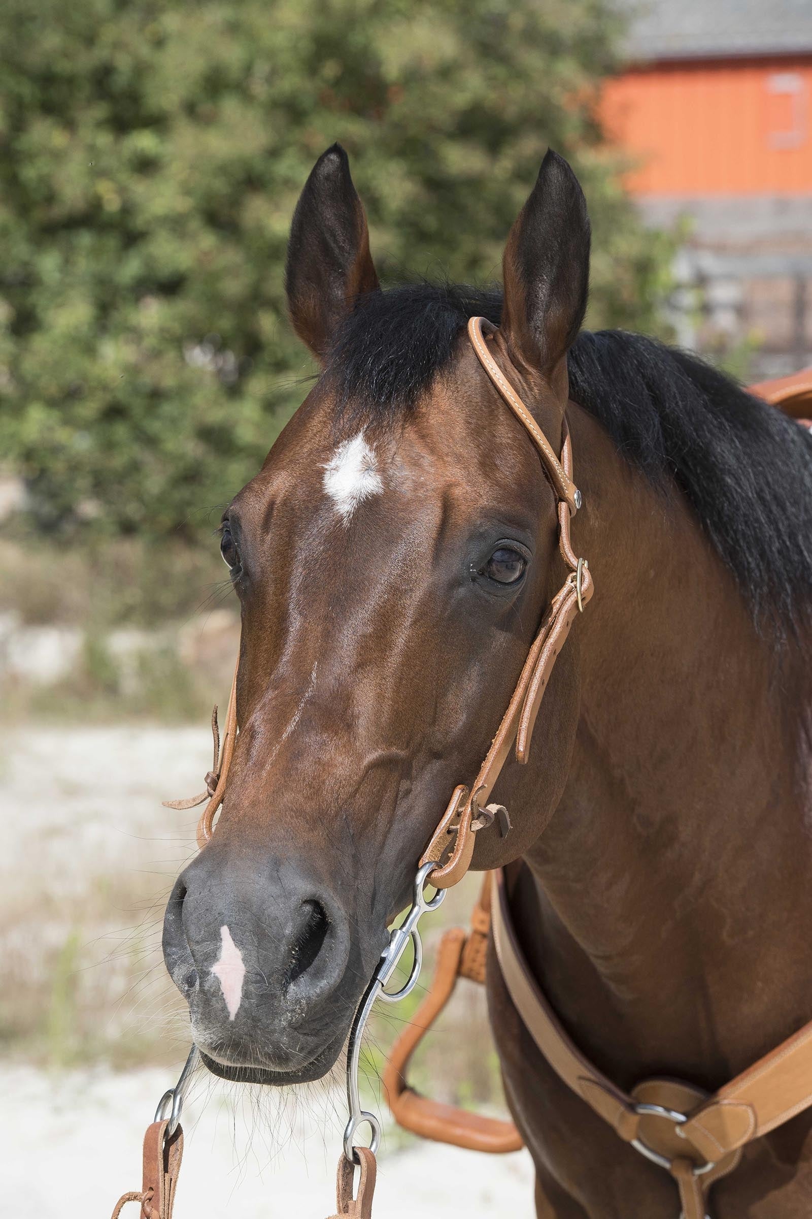 WESTRIDE Uzdečka by Franck Perret 1-Ear Bridles & Reins
