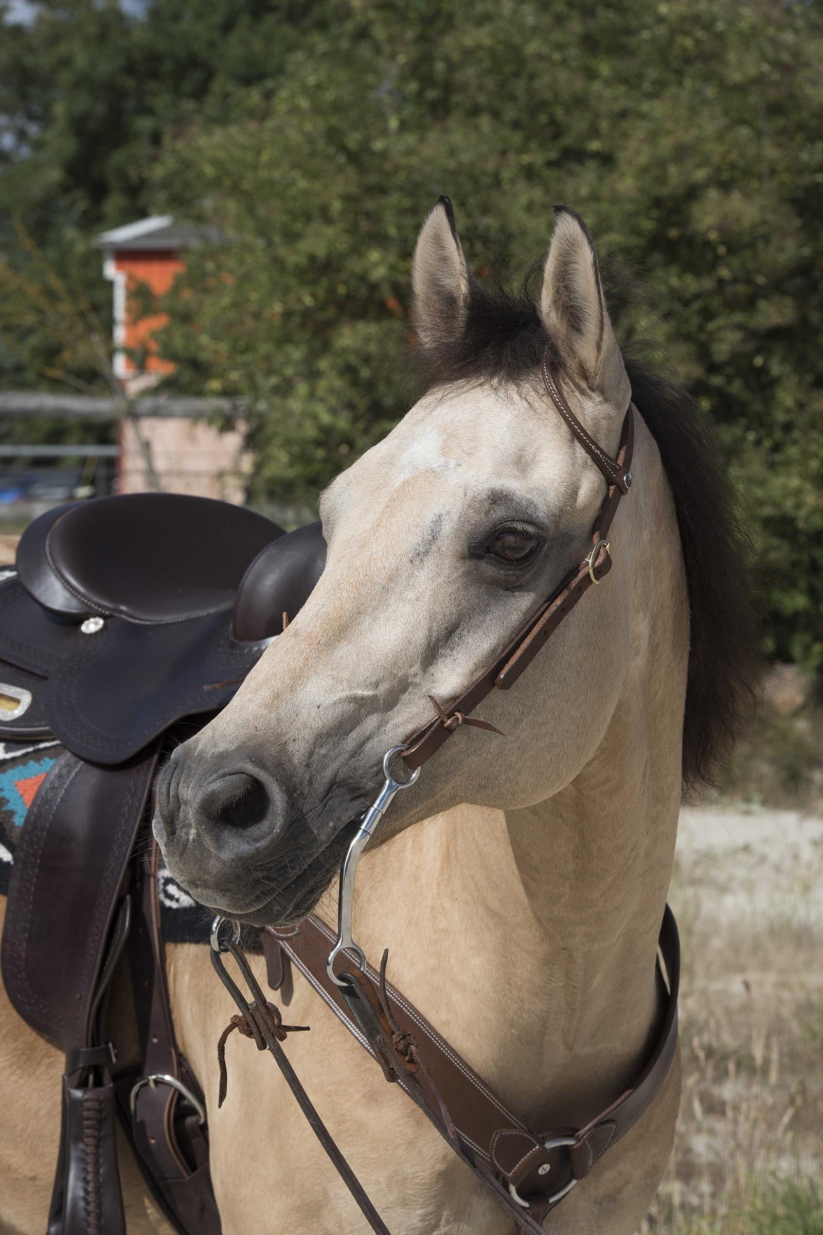 WESTRIDE Uzdečka by Franck Perret 1-Ear Bridles & Reins