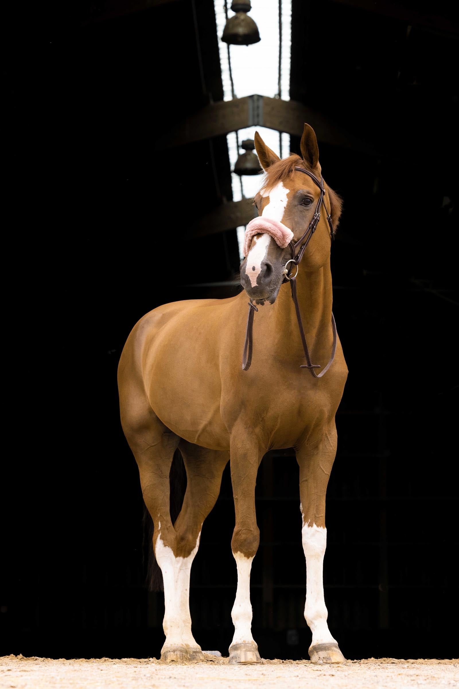 Equi Theme EQUITHÈME Teddy Noseband Sleeve Bridles & Reins