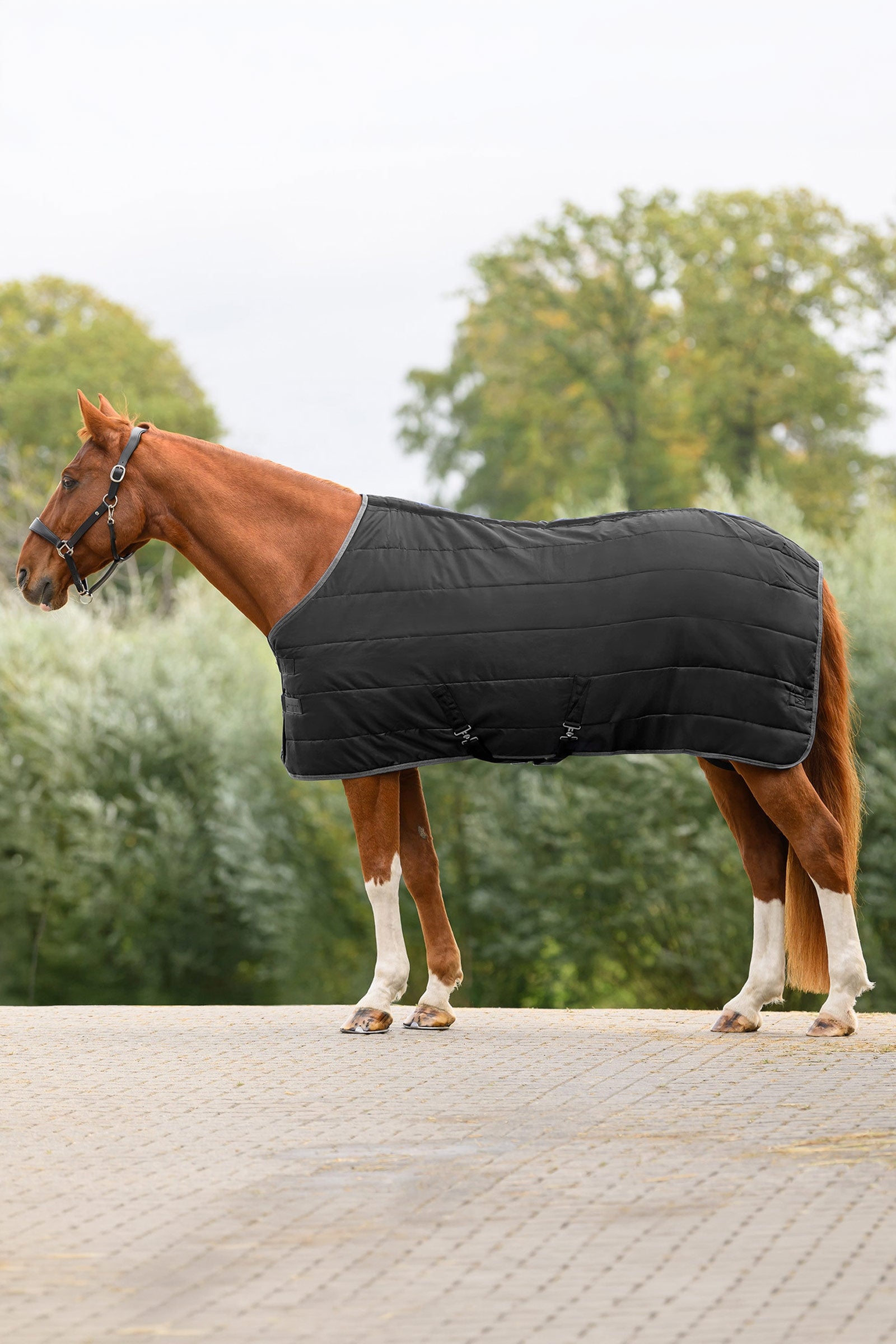 Waldhausen ECONOMIC stájová deka, 100g Horse Rugs