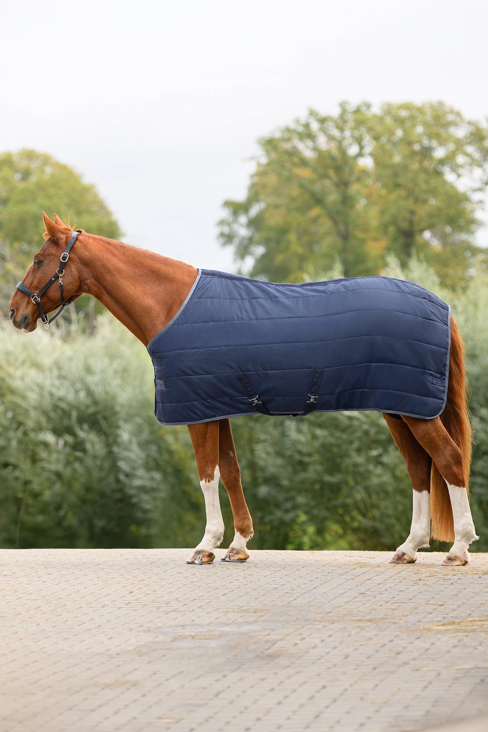 Waldhausen ECONOMIC stájová deka, 100g Horse Rugs