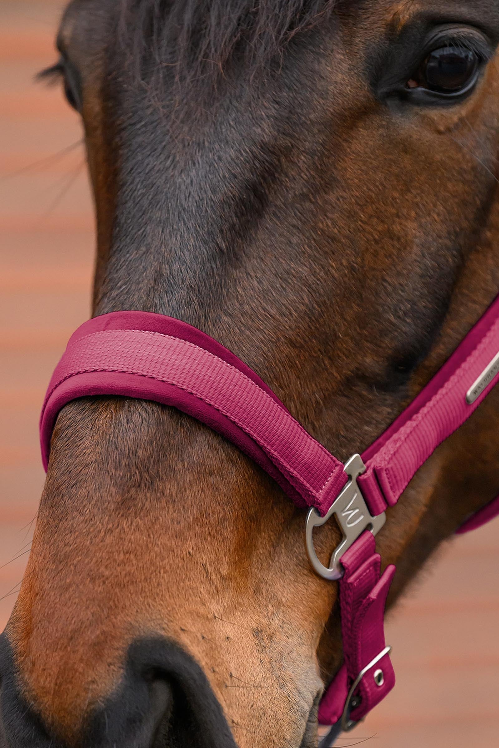 Waldhausen Velvet Halter and Lead Rope Set Halters & Leads