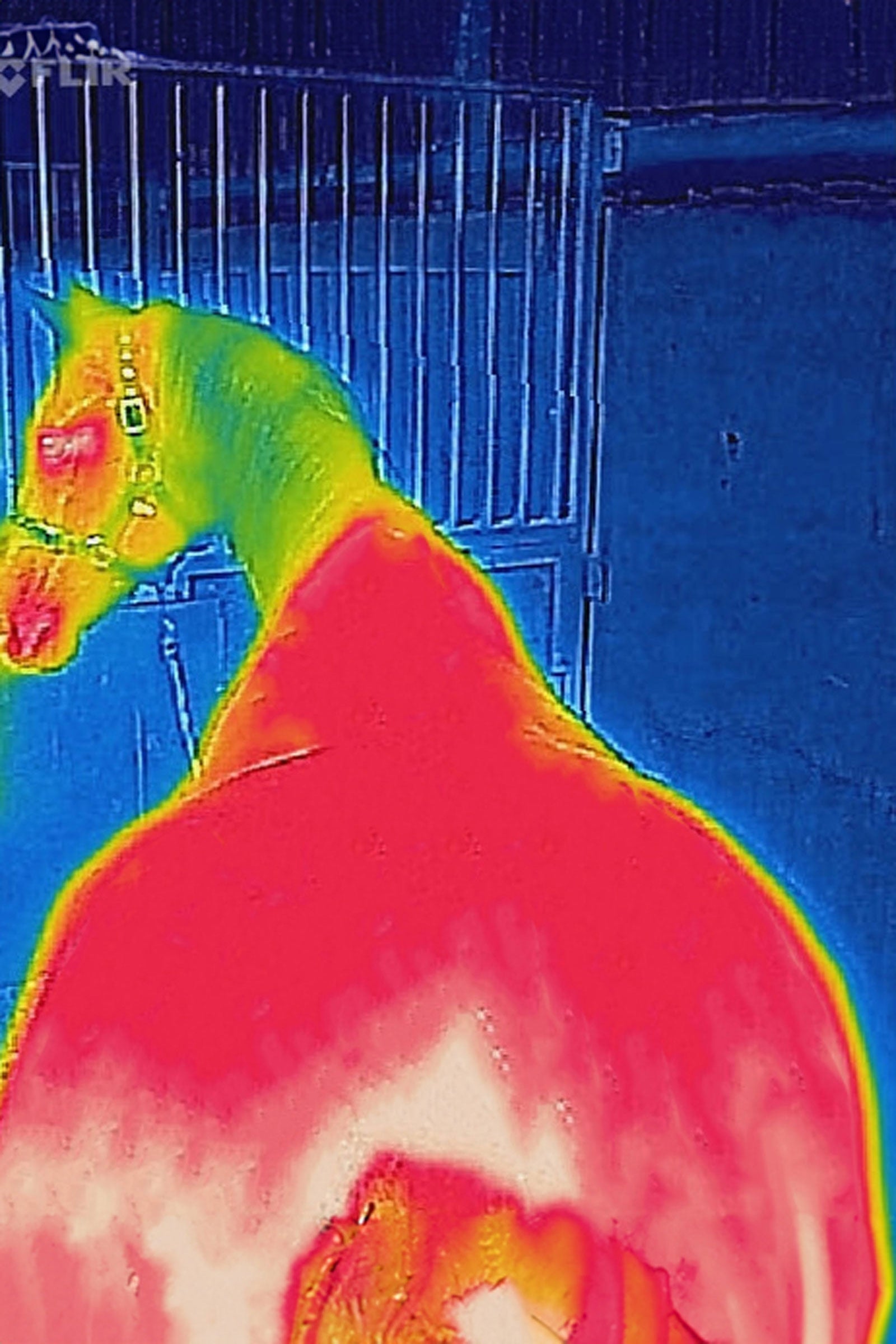 Bucas Therapy Cooler Rug, 0 g Horse Rugs