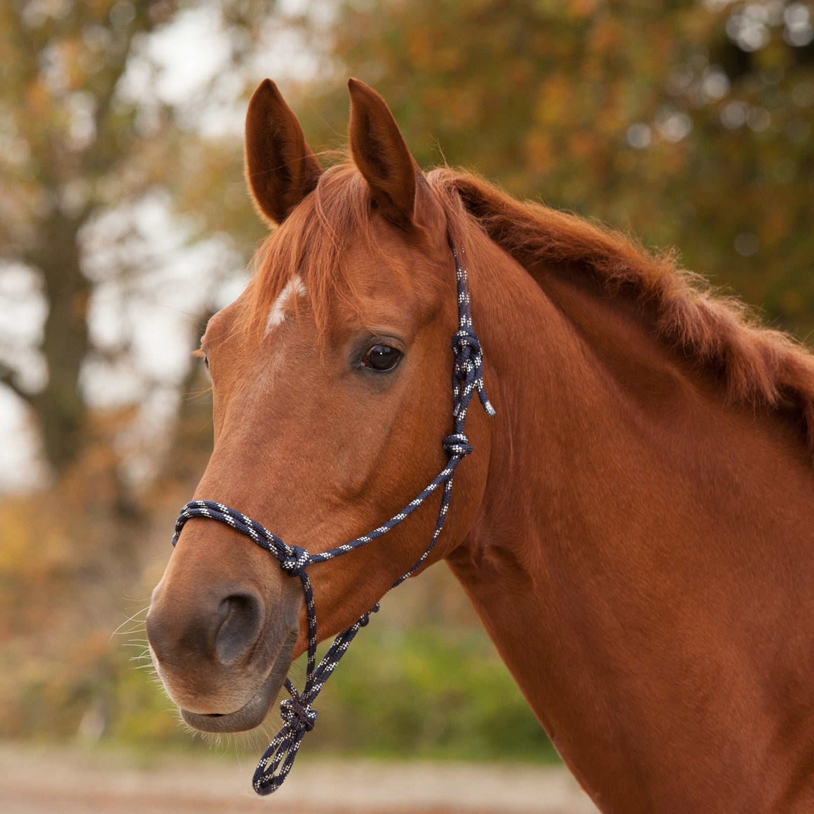 Waldhausen Knotted Halter Halters & Leads