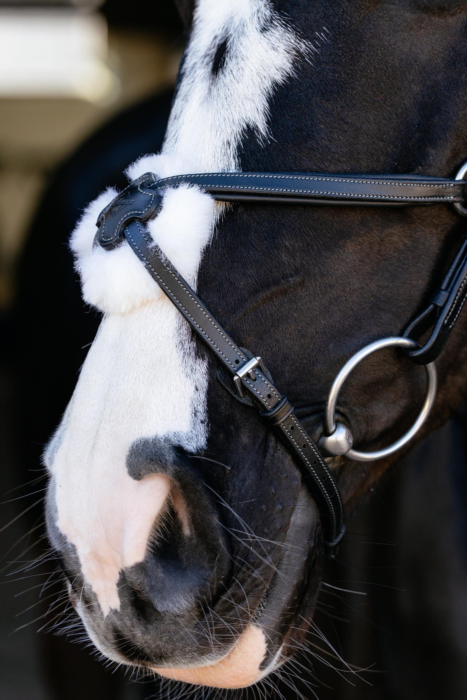 LeMieux Arika Grackle Bridle Bridles & Reins