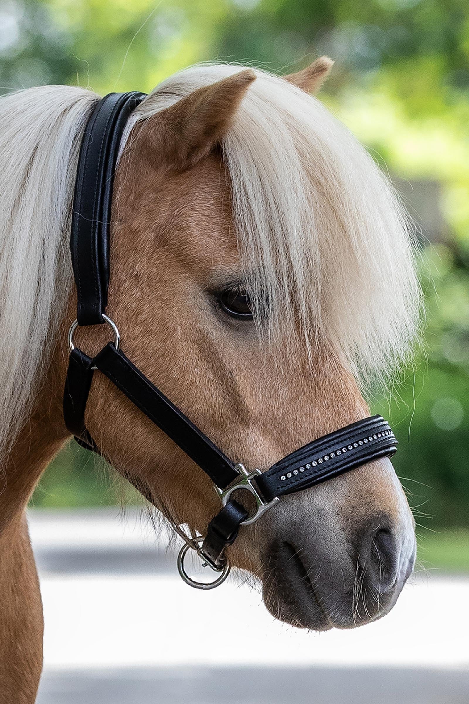 Star Leather Halter Diamond Halters & Leads