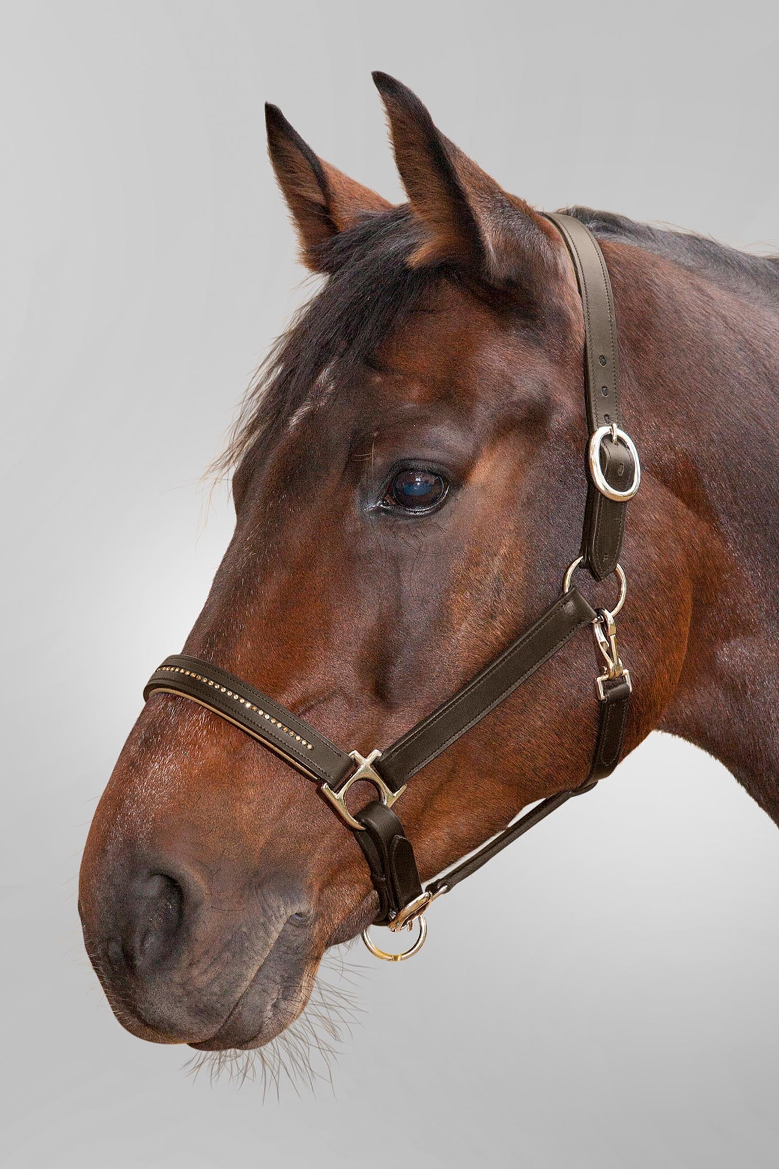 Star Leather Halter Diamond Halters & Leads