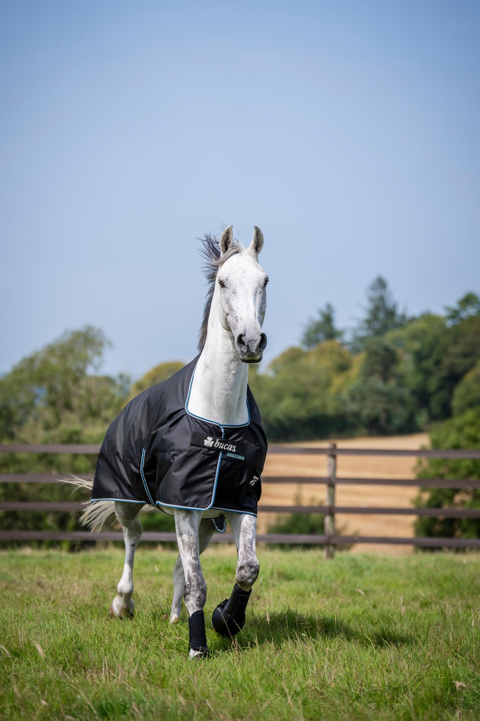 Bucas Anniversary Light SD Turnout Rug, 150g Horse Rugs